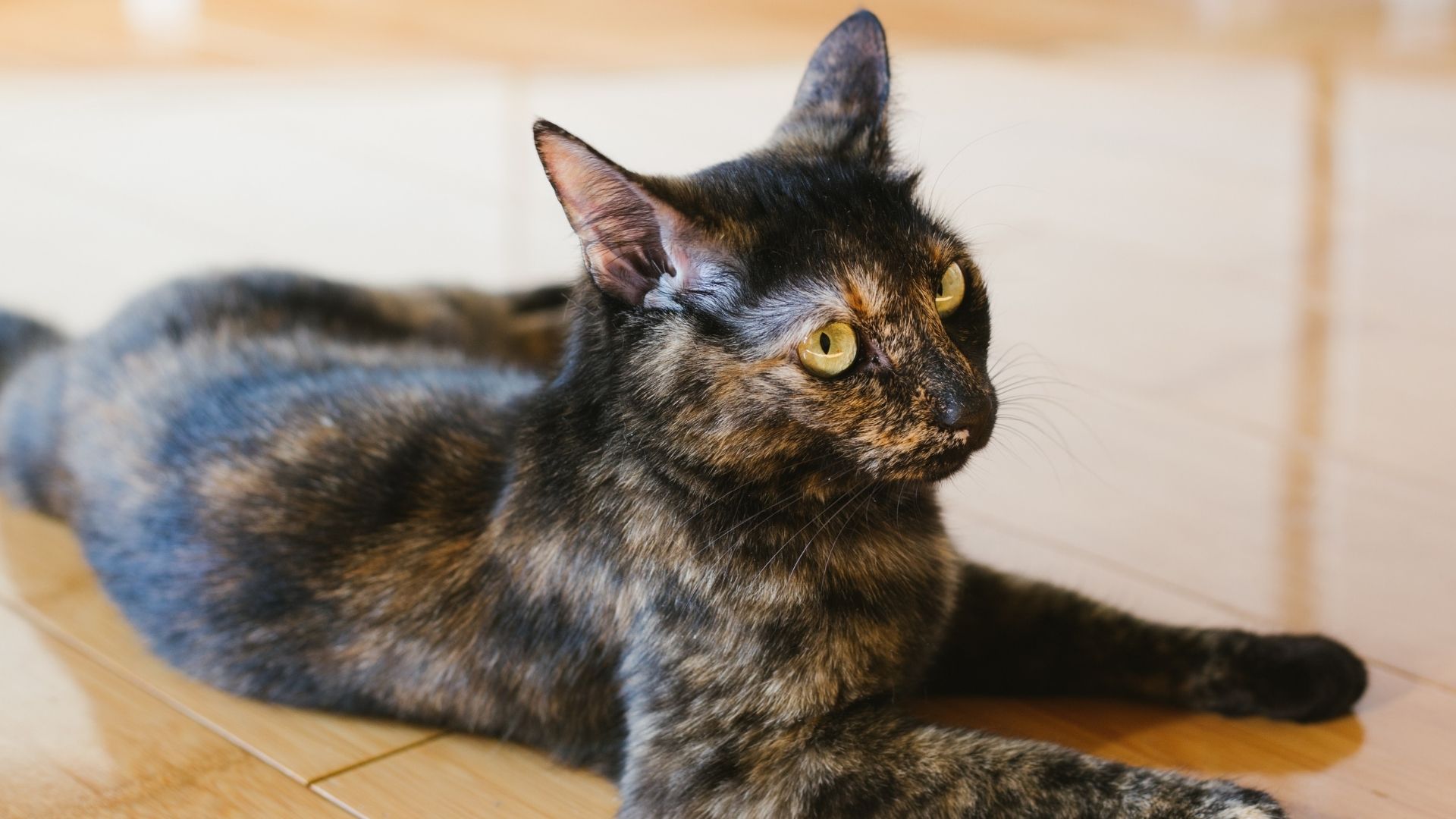 Tortoiseshell Kedisi Özellikleri ve Bakımı 