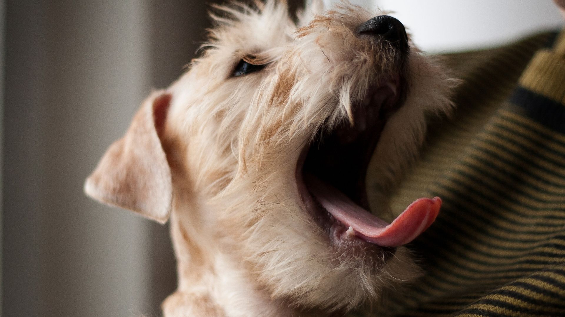 Wheaten Terrier Köpek Irkı Özellikleri ve Bakımı