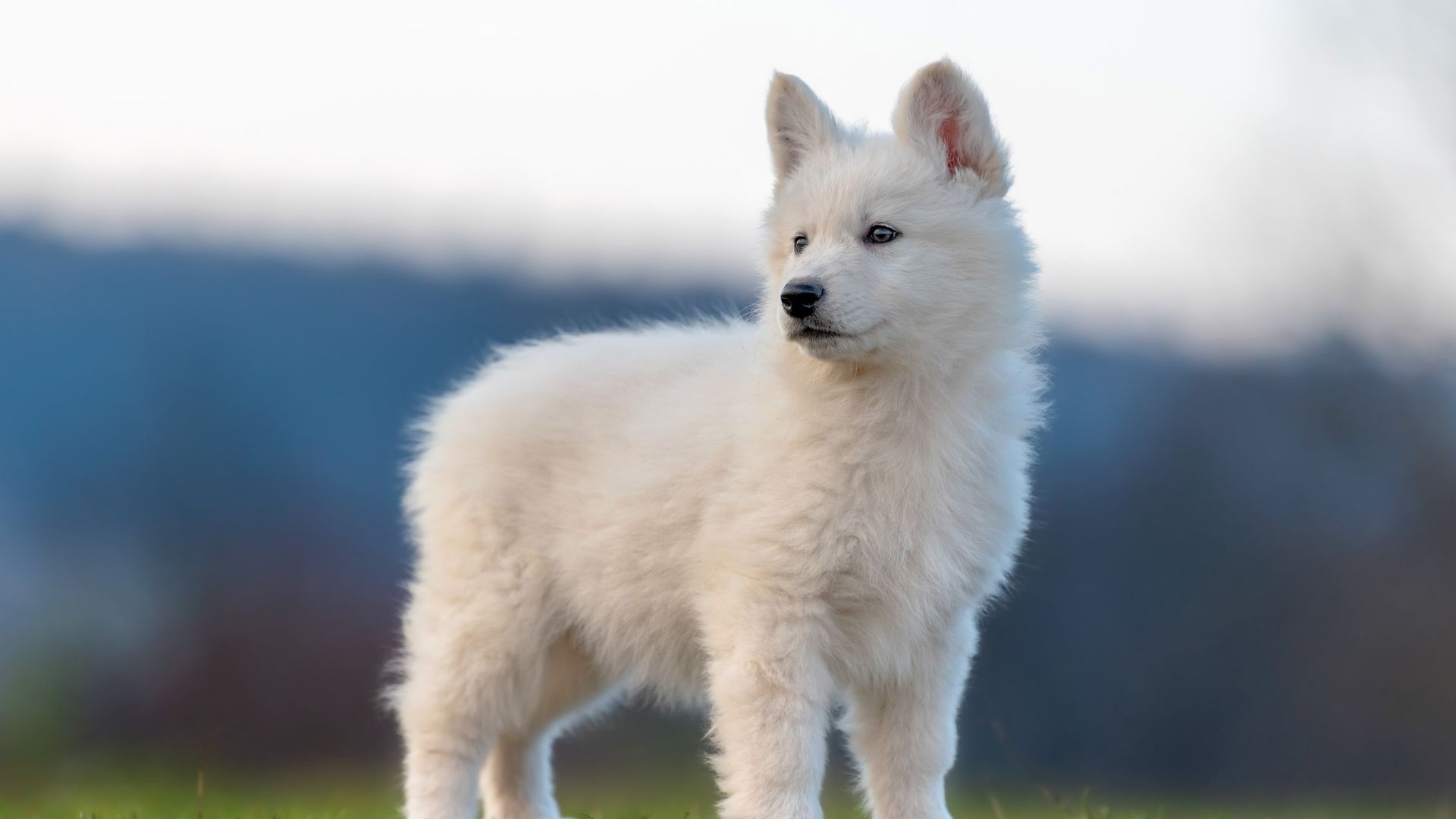 White Swiss Shepherd (İsviçre Kurdu) Özellikleri ve Bakımı