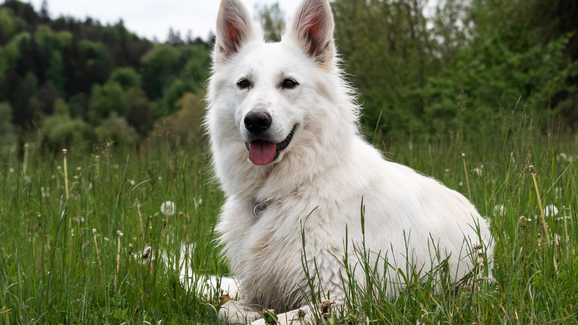 White Swiss Shepherd (İsviçre Kurdu) Özellikleri ve Bakımı