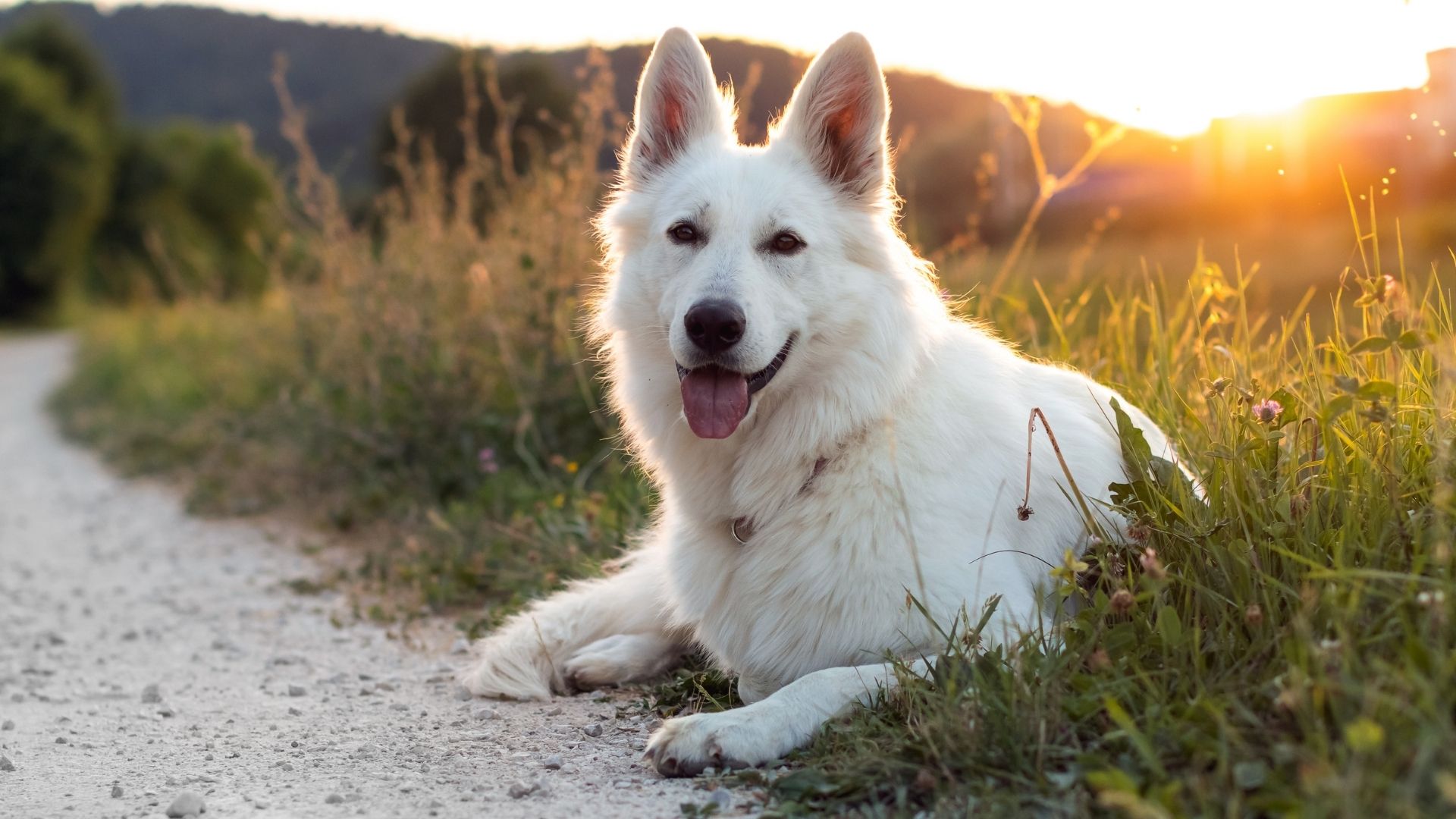 White Swiss Shepherd (İsviçre Kurdu) Özellikleri ve Bakımı