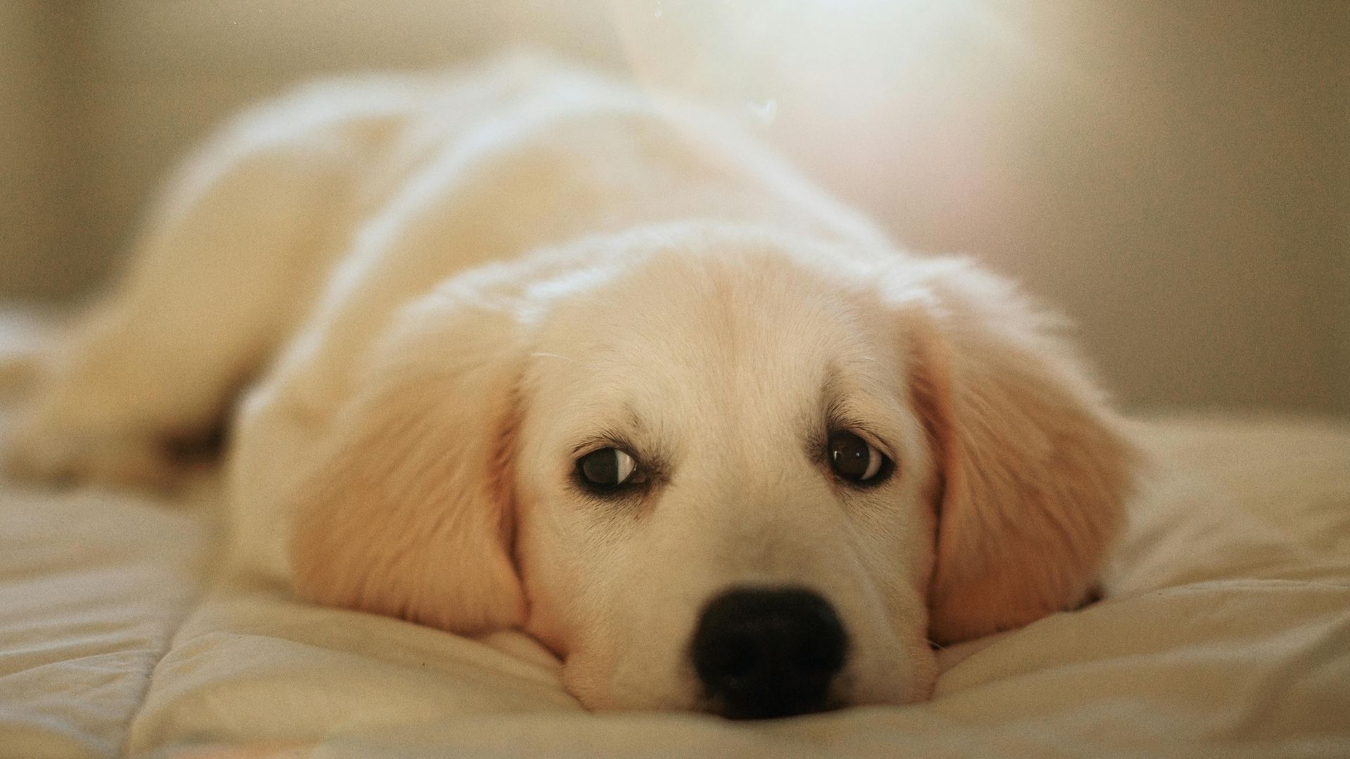 Yavru Köpekler Ne Zaman Dışarı Çıkartılmalı?
