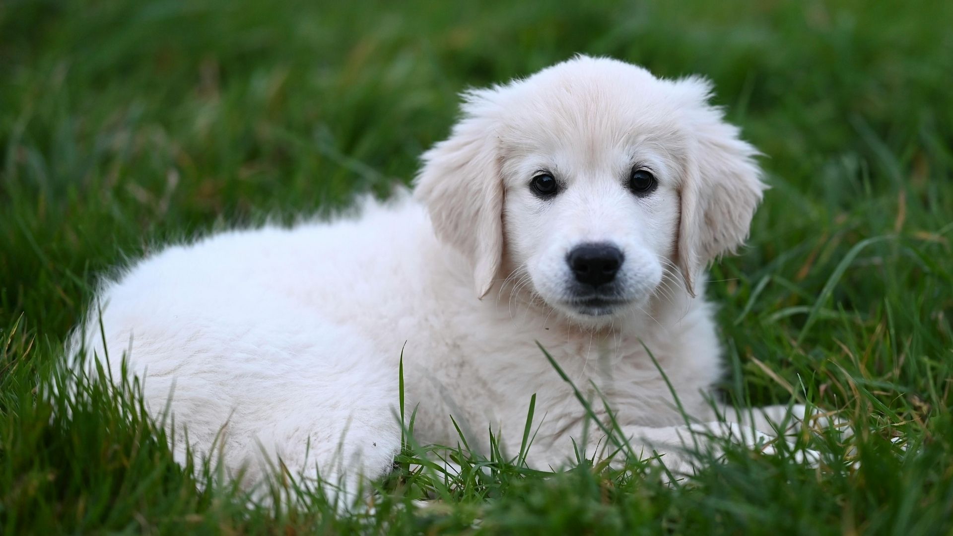 Yavru Köpekler Ne Zaman Dışarı Çıkartılmalı?
