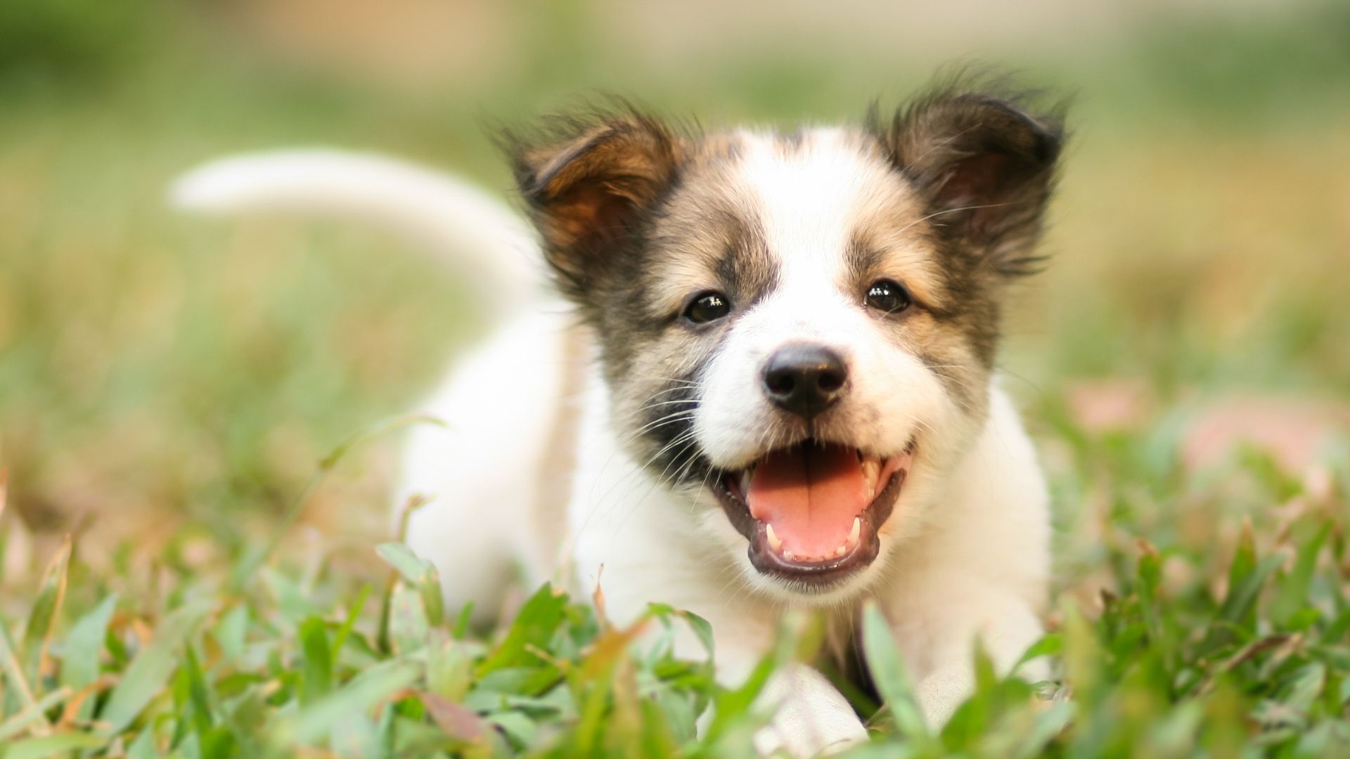 Yavru Köpekler Ne Zaman Dışarı Çıkartılmalı?