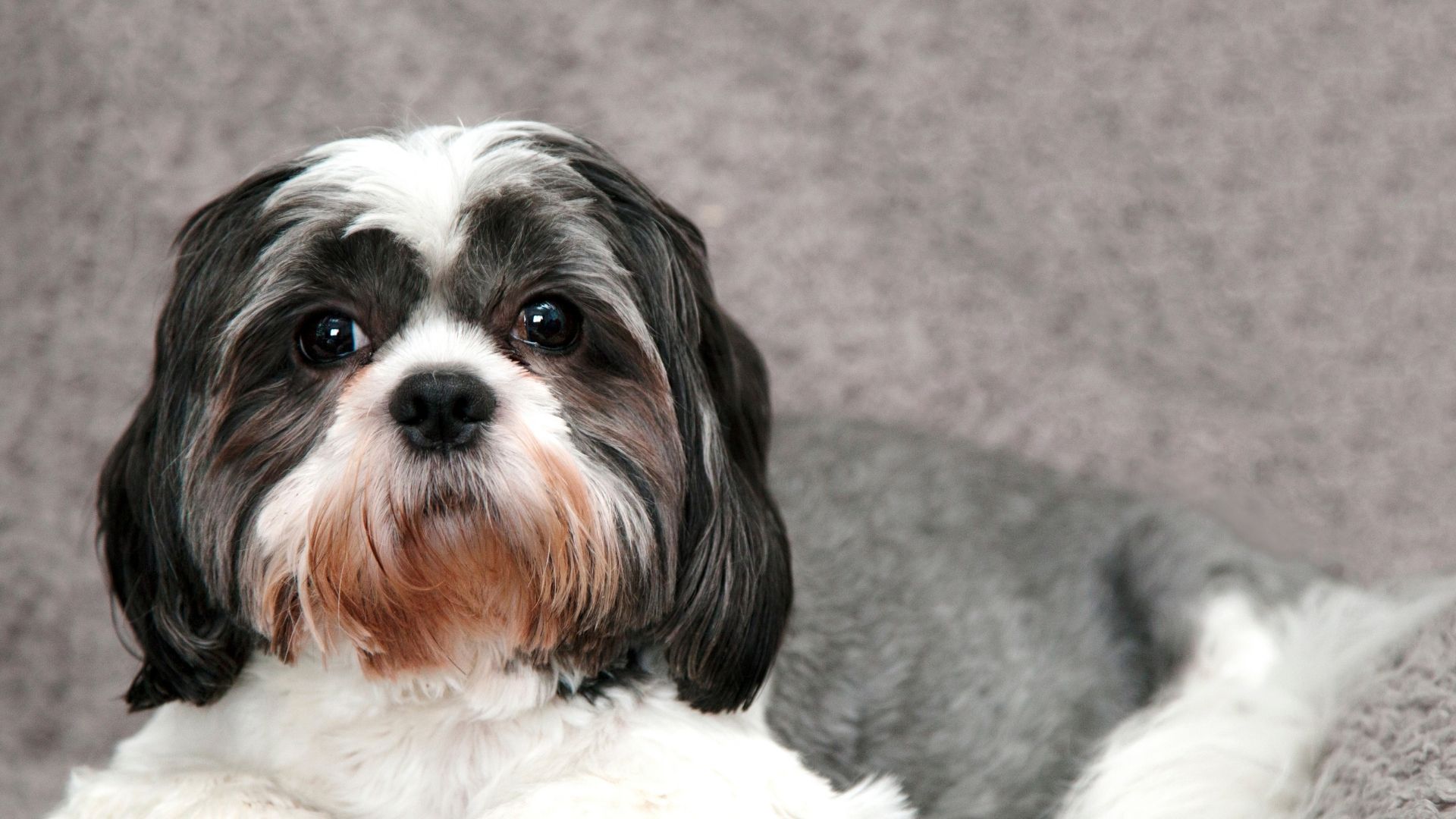 Yorkshire Terrier Köpek Irkı Özellikleri ve Bakımı