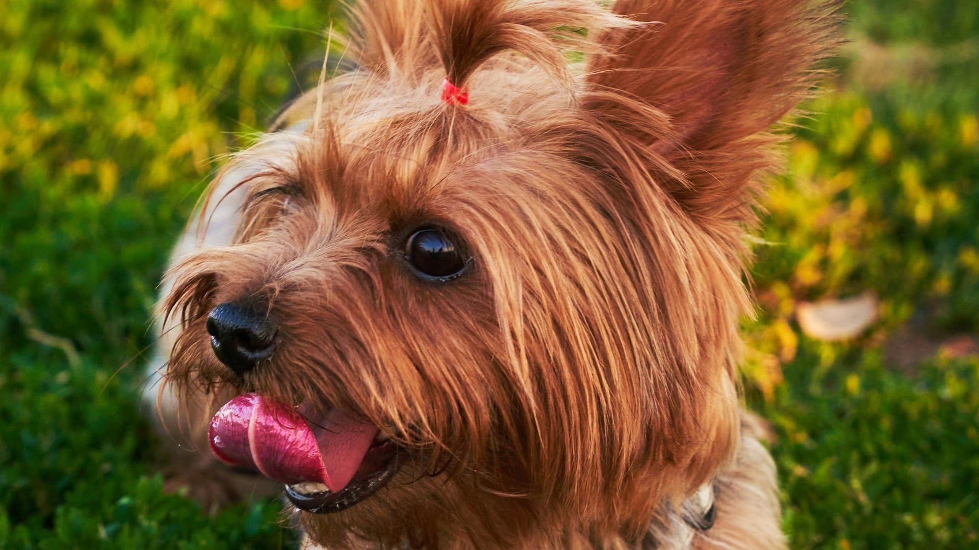 Yorkshire Terrier Köpek Irkı Özellikleri ve Bakımı