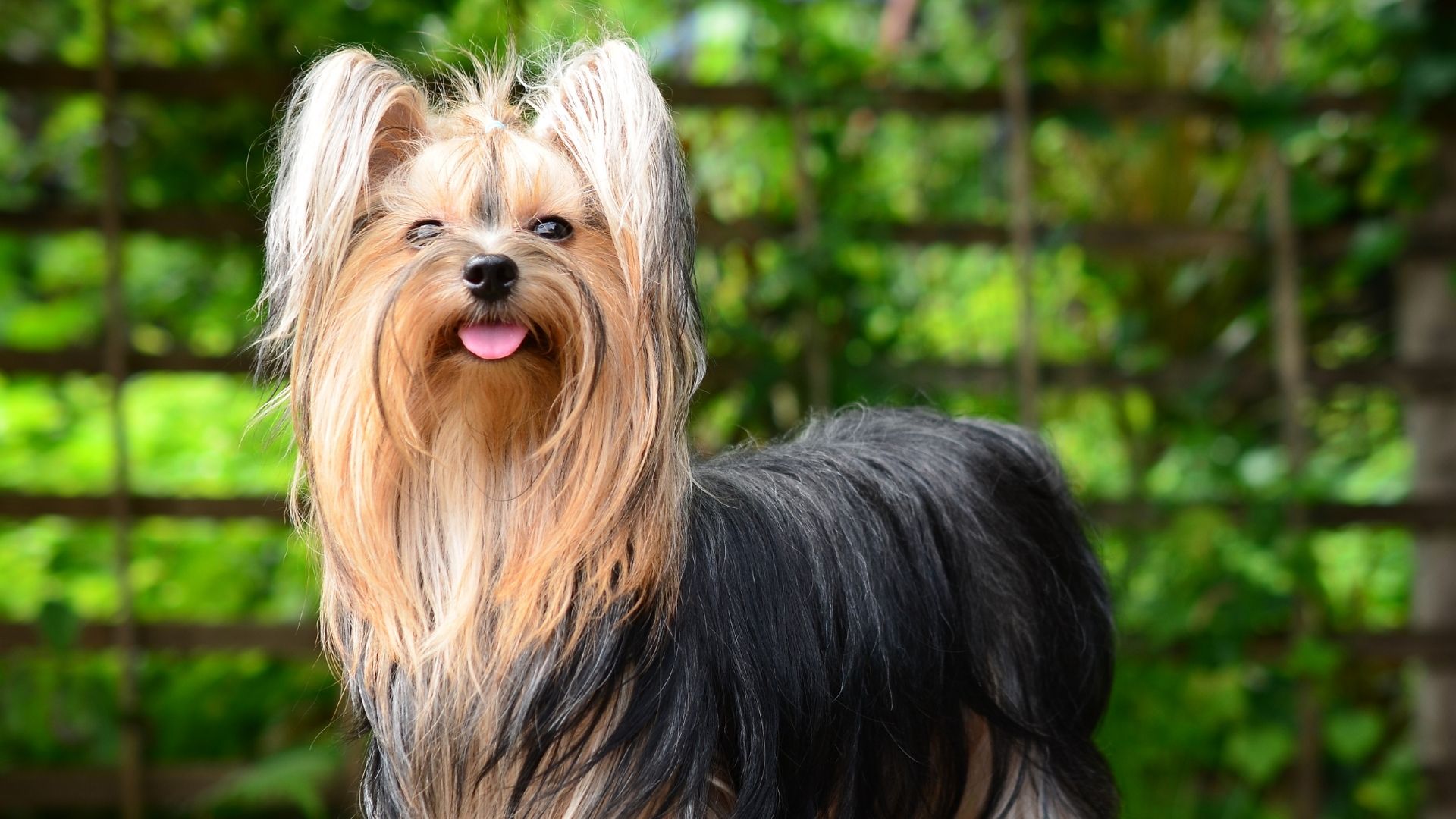 Yorkshire Terrier Köpek Irkı Özellikleri ve Bakımı