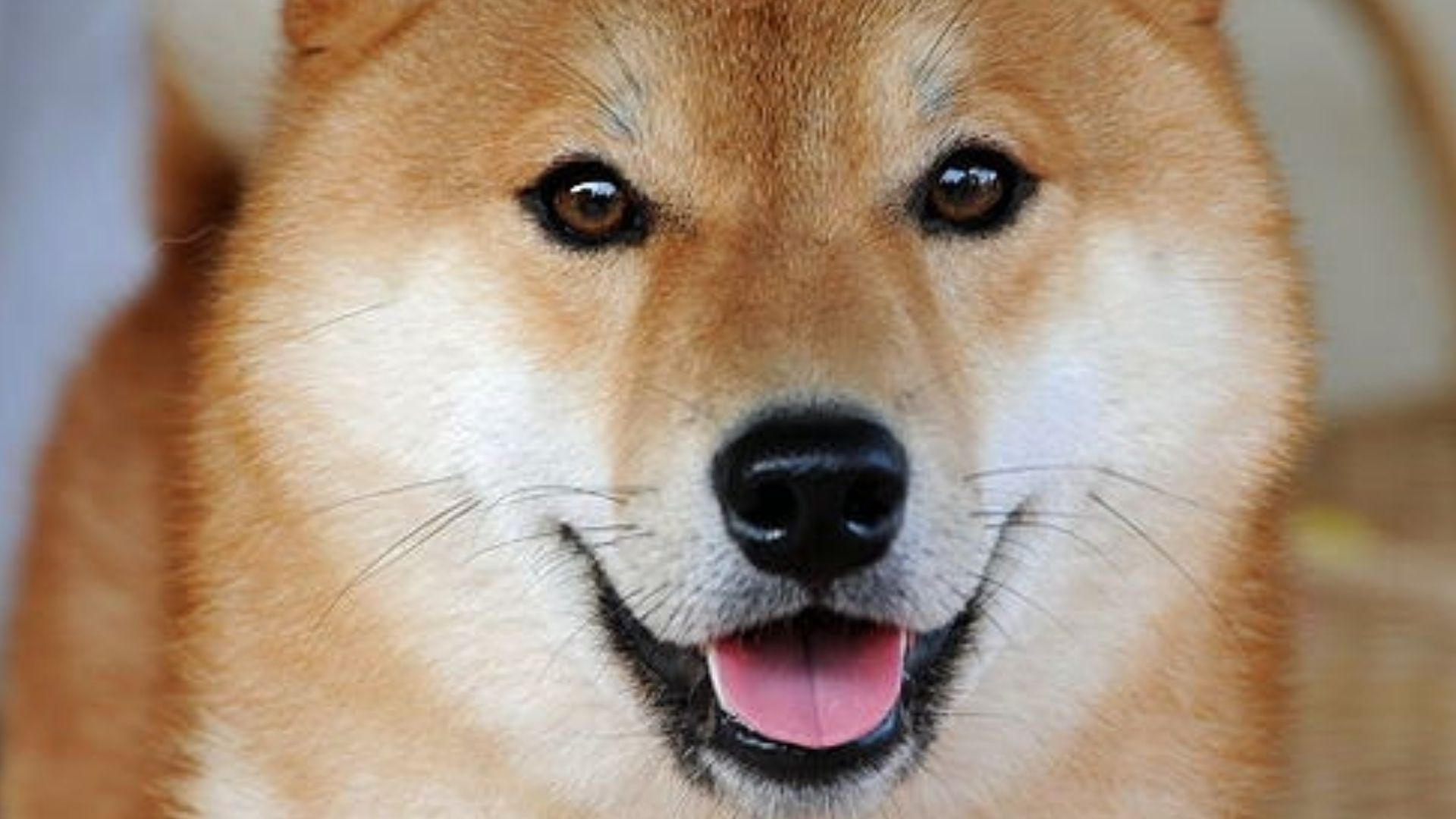 Ainu (Hokkaido) Köpek Irkı Özellikleri ve Bakımı
