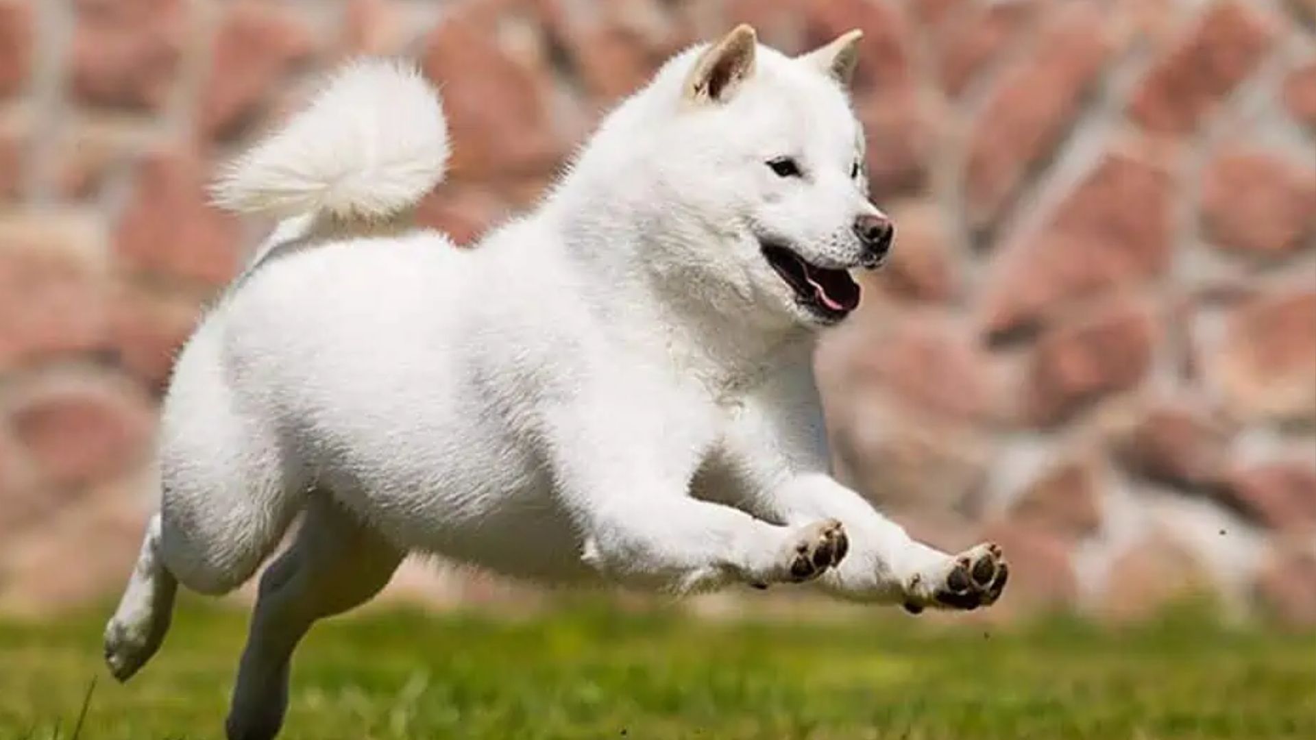 Ainu (Hokkaido) Köpek Irkı Özellikleri ve Bakımı