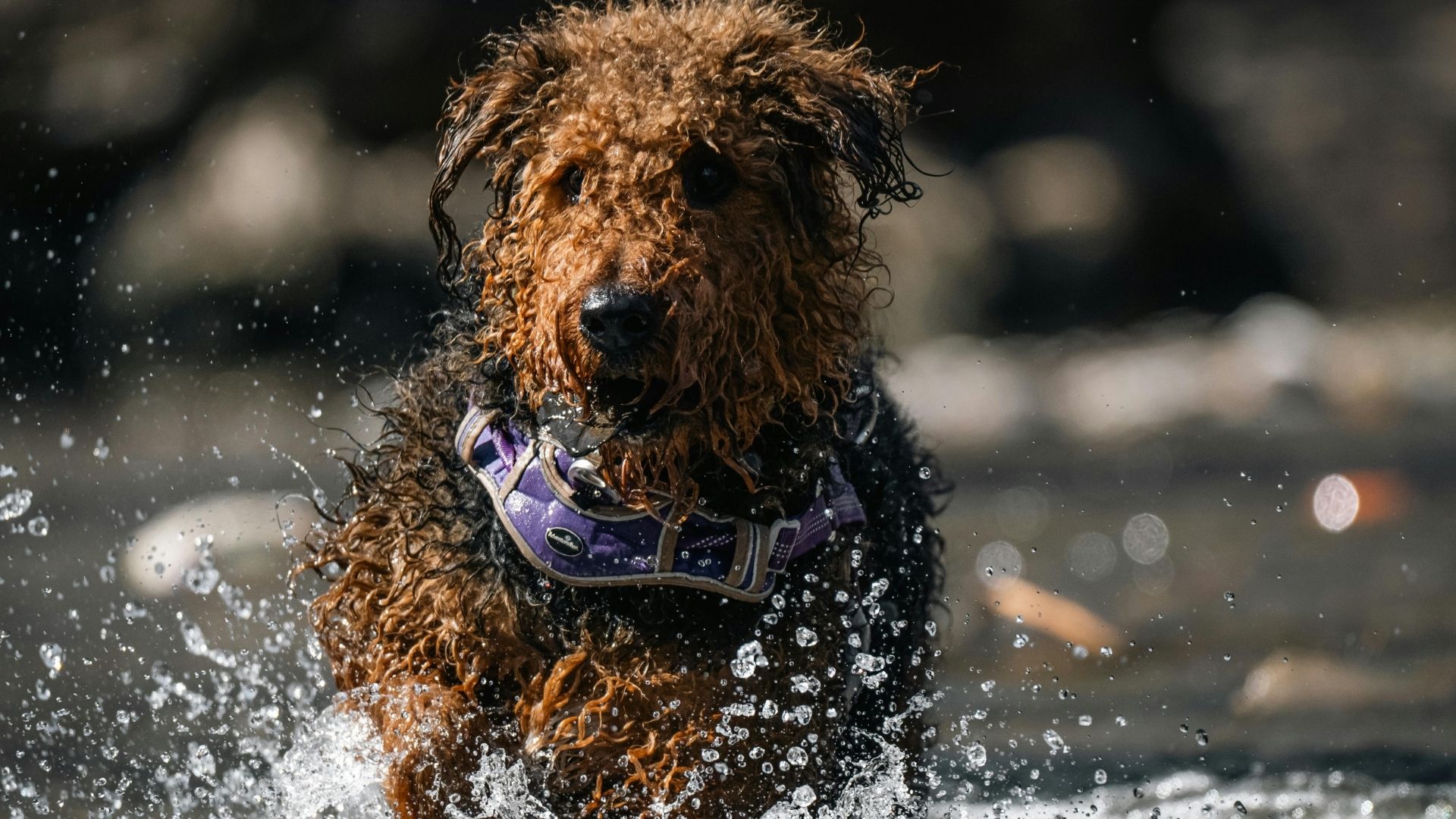 Airedale Terrier Köpek Irkı Özellikleri ve Bakımı