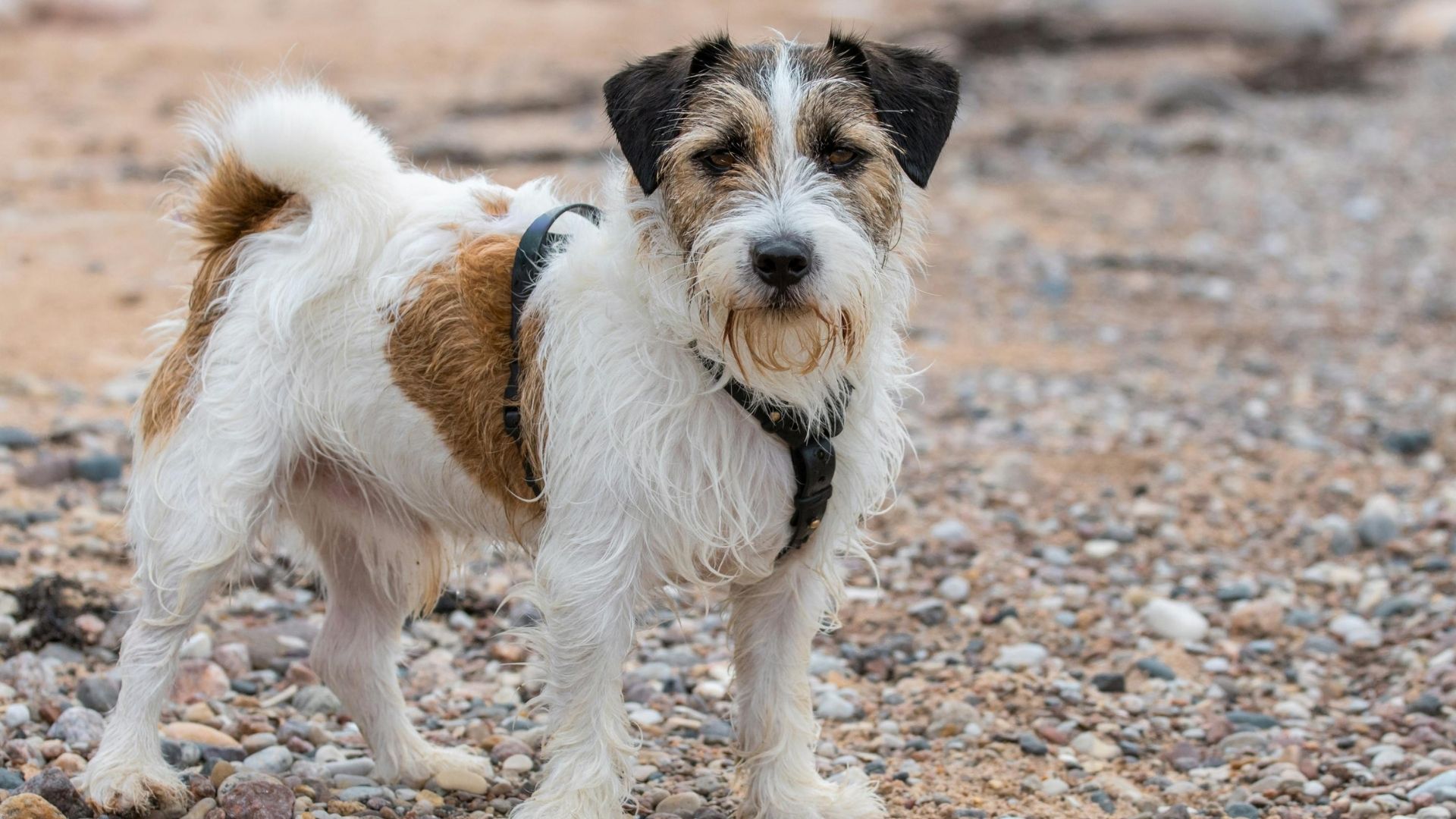Airedale Terrier Köpek Irkı Özellikleri ve Bakımı