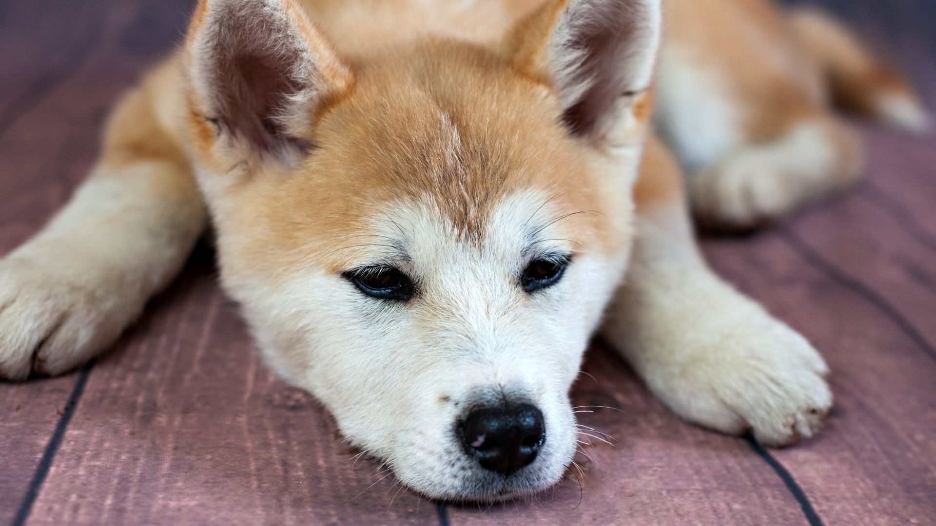 Akita Uni Köpek Irkı Özellikleri ve Bakımı