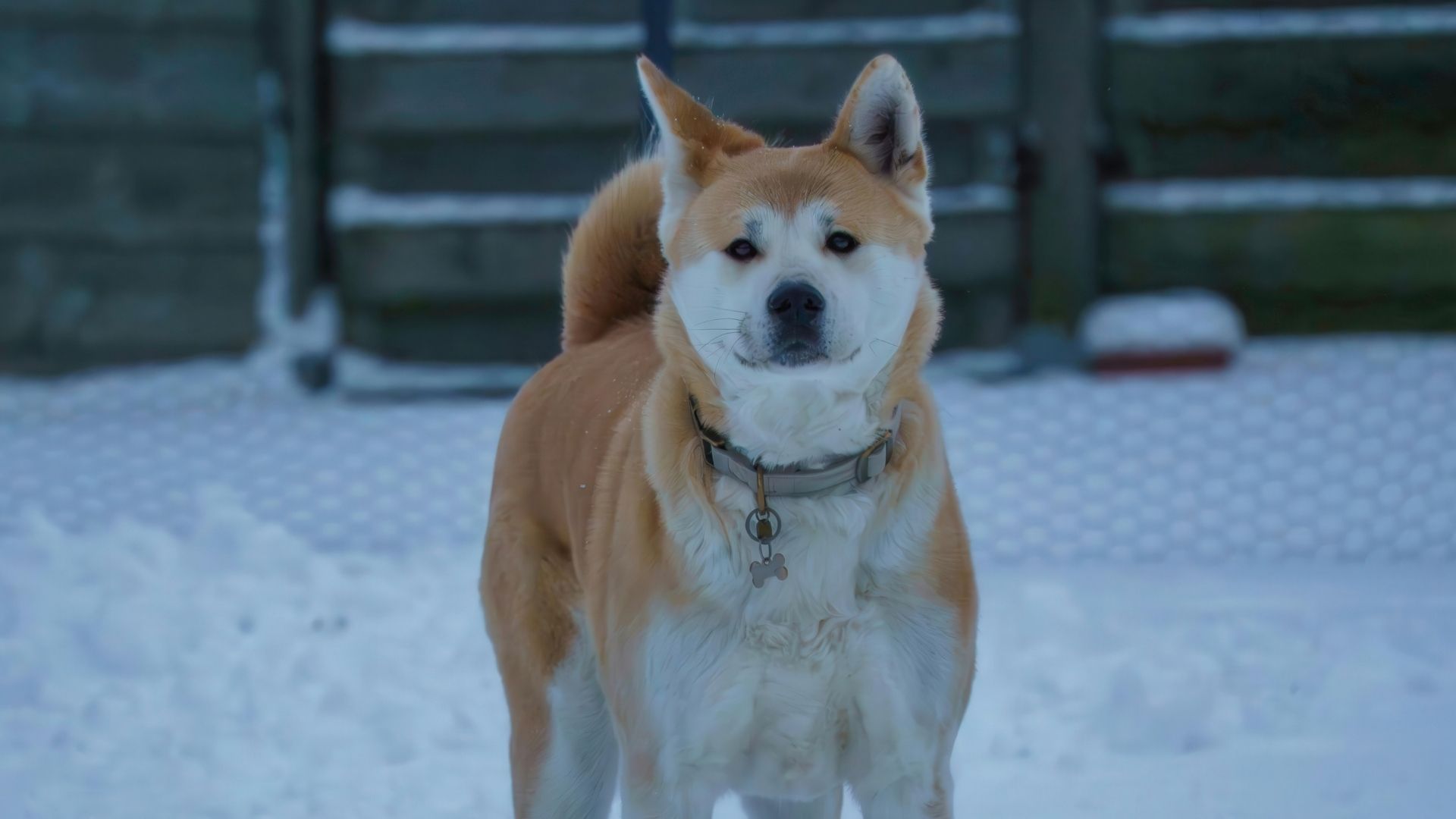 Akita Uni Köpek Irkı Özellikleri ve Bakımı