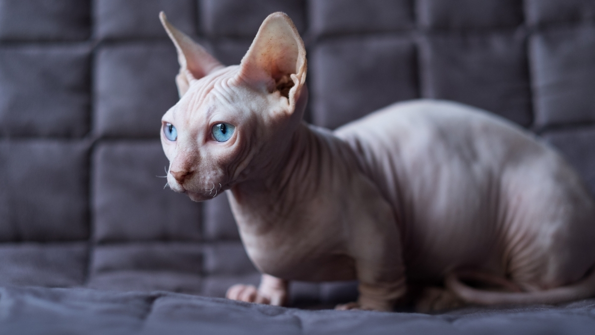 Bambino Kedi Irkı Özellikleri Ve Bakımı