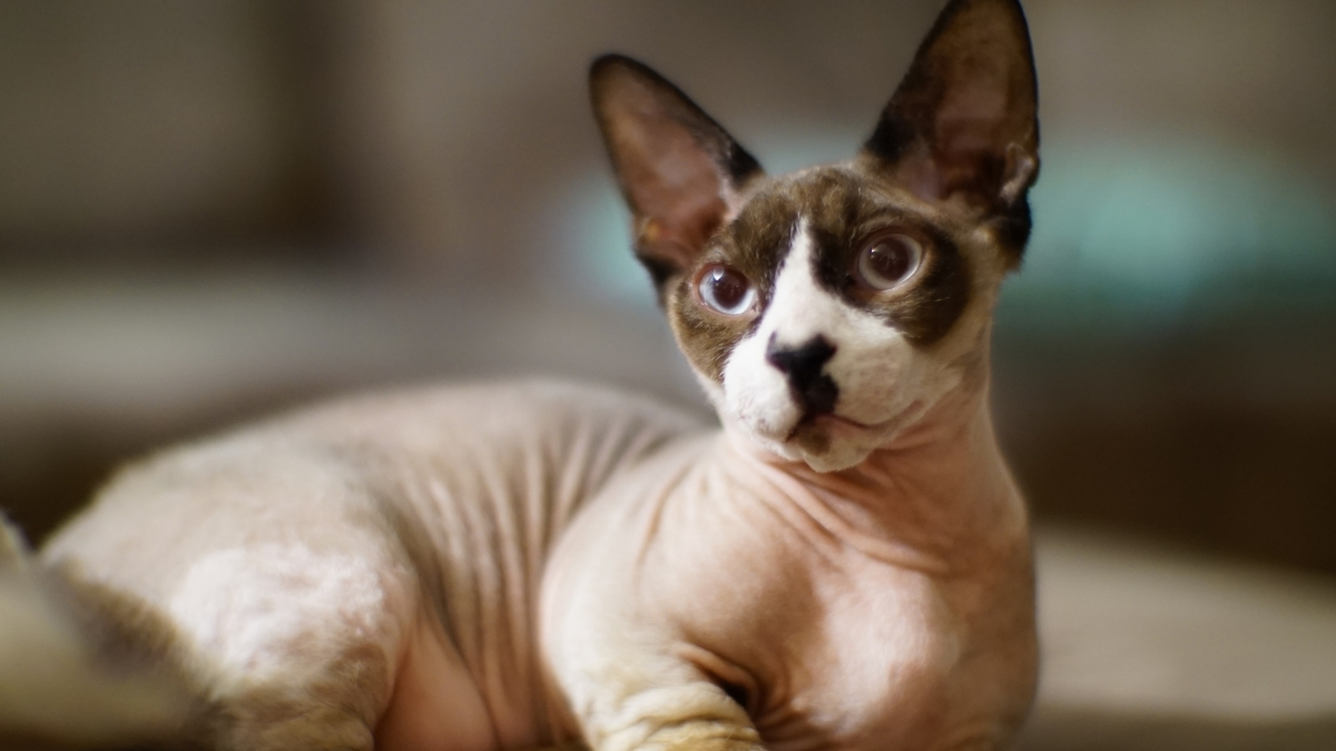 Bambino Kedi Irkı Özellikleri Ve Bakımı