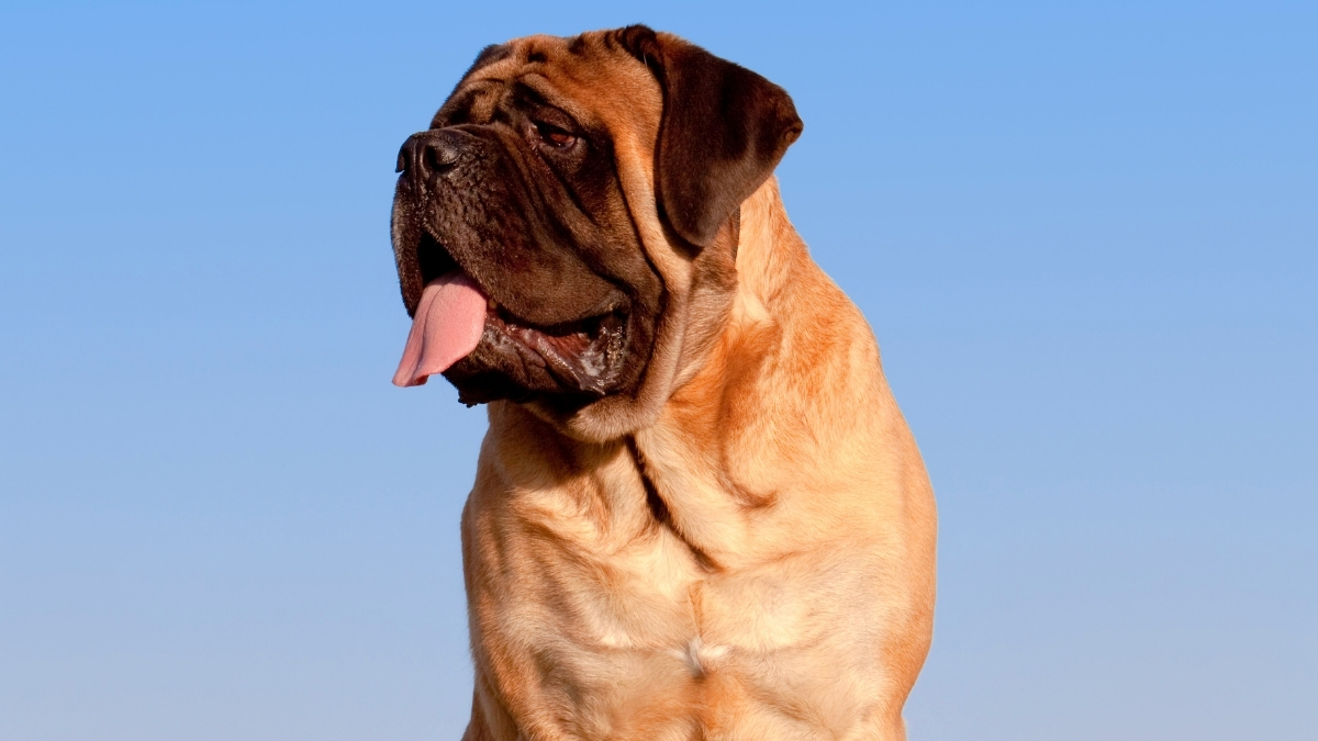 Bandogge Mastiff Köpek Irkı Özellikleri ve Bakımı