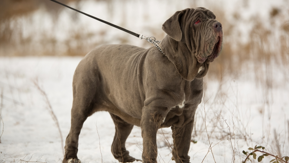 Bandogge Mastiff Köpek Irkı Özellikleri ve Bakımı