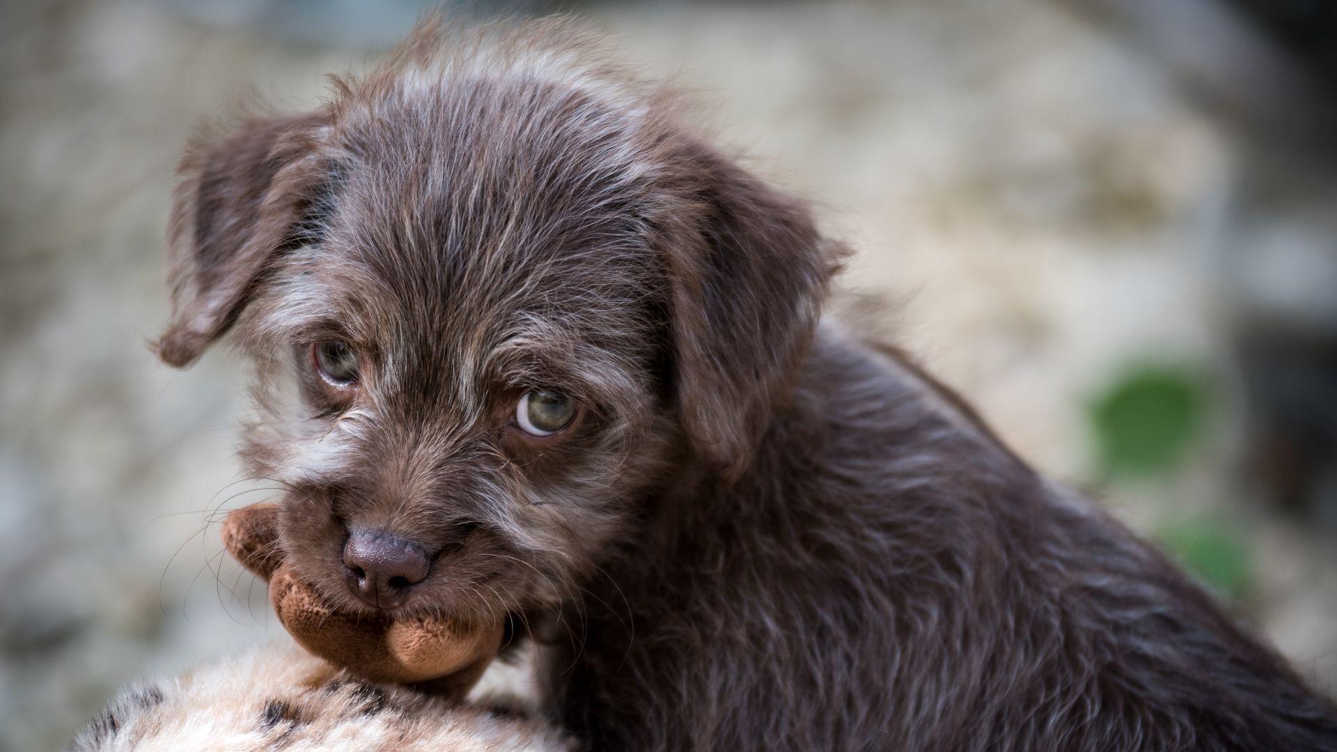 Bedlington Terrier Köpek Irkı Özellikleri ve Bakımı