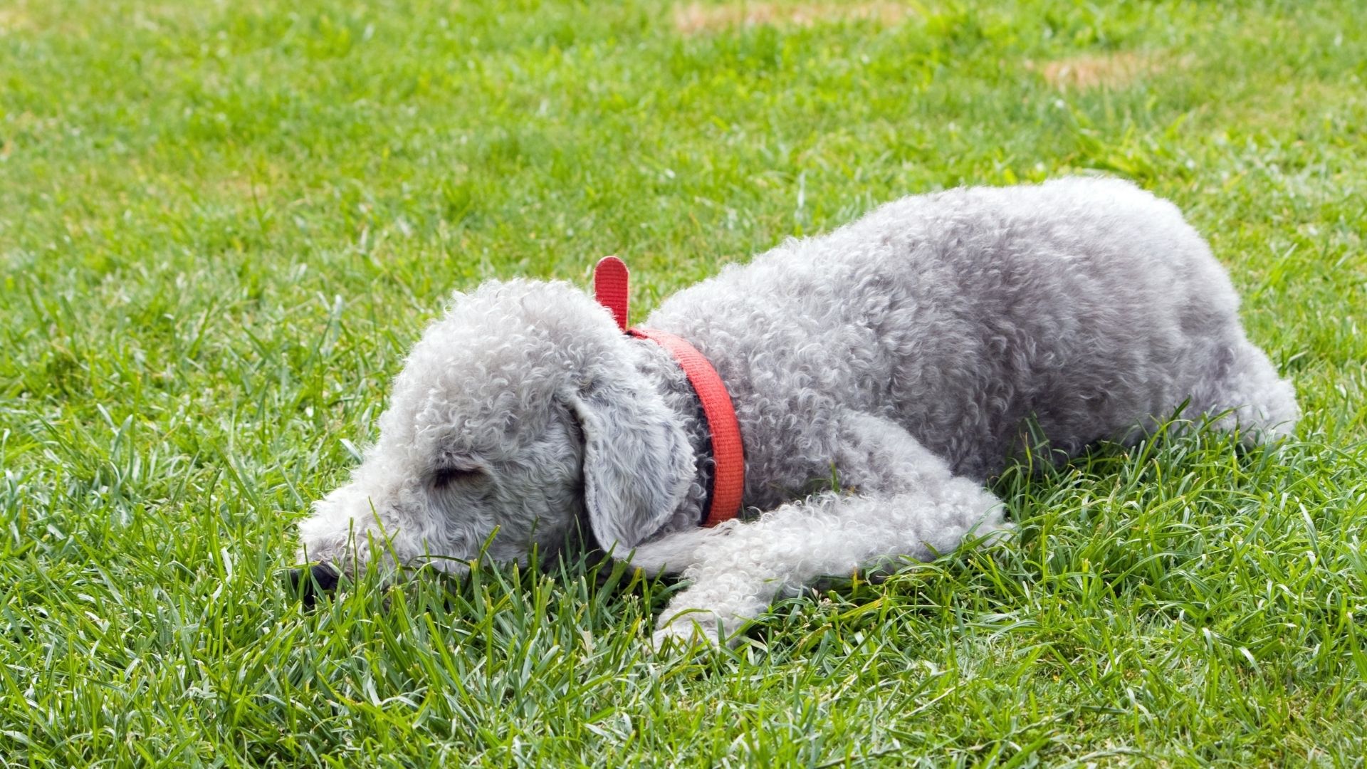 Bedlington Terrier Köpek Irkı Özellikleri ve Bakımı