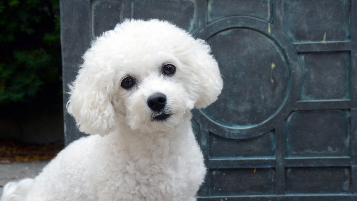 Bichon Frise Köpek Irkı Özellikleri ve Bakımı