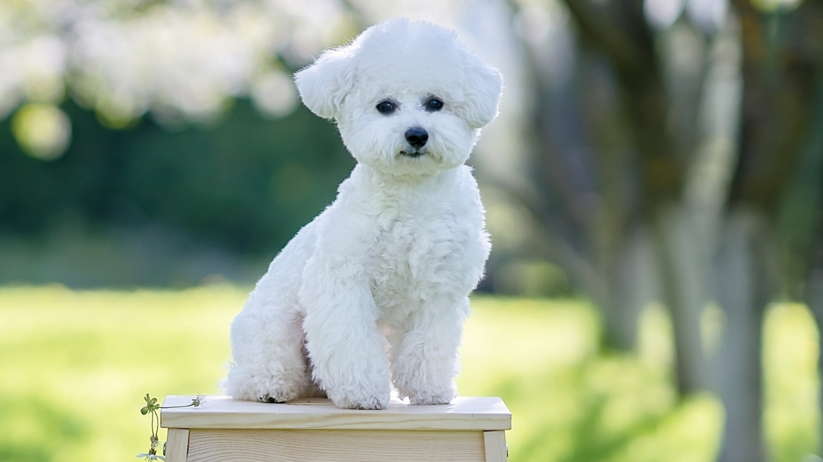 Bichon Frise Köpek Irkı Özellikleri ve Bakımı