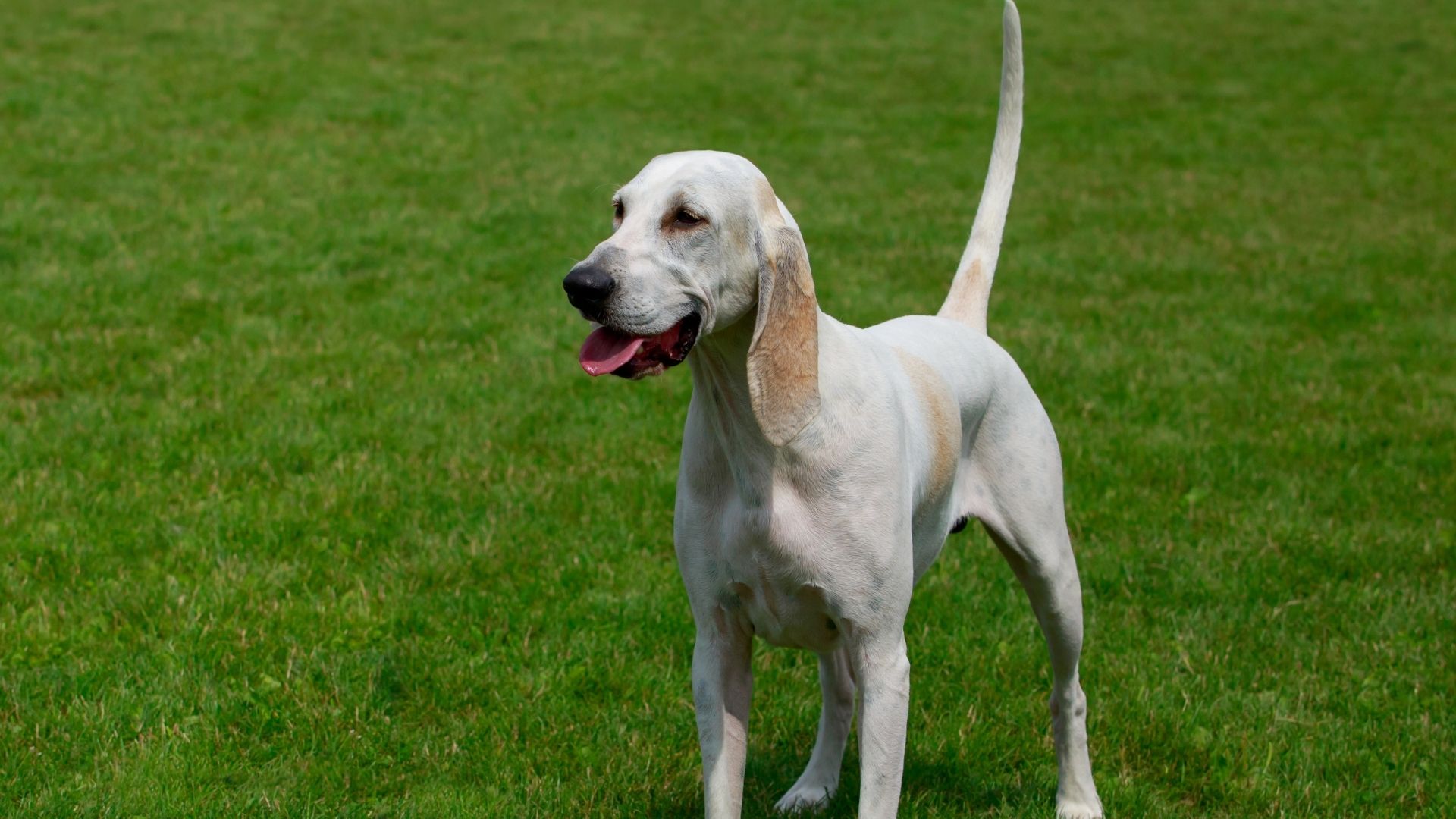 Billy Köpek Irkı Özellikleri ve Bakımı