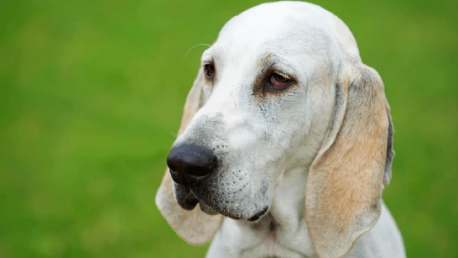 Billy Köpek Irkı Özellikleri ve Bakımı