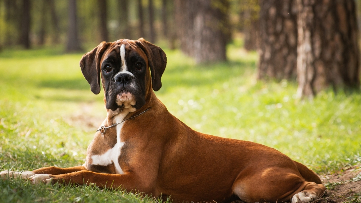 Boxer Köpek Irkı Özellikleri ve Bakımı
