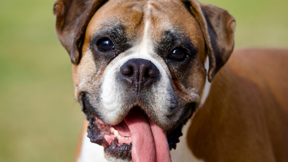 Boxer Köpek Irkı Özellikleri ve Bakımı