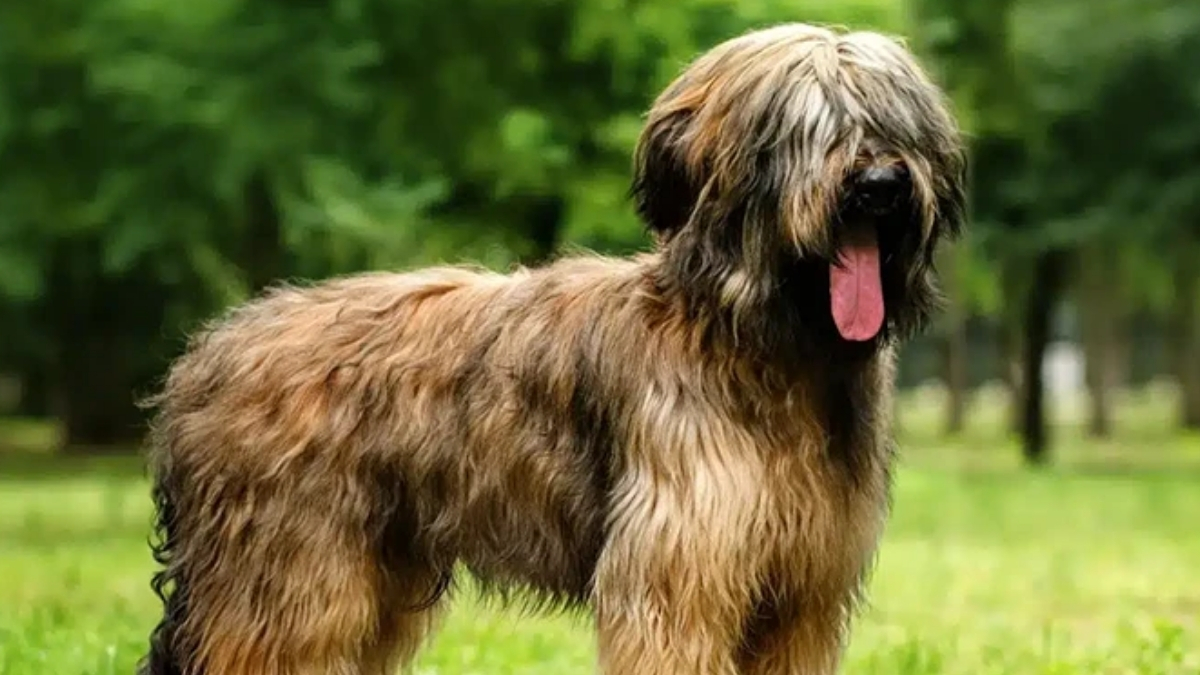 Briard Köpek Irkı Özellikleri ve Bakımı