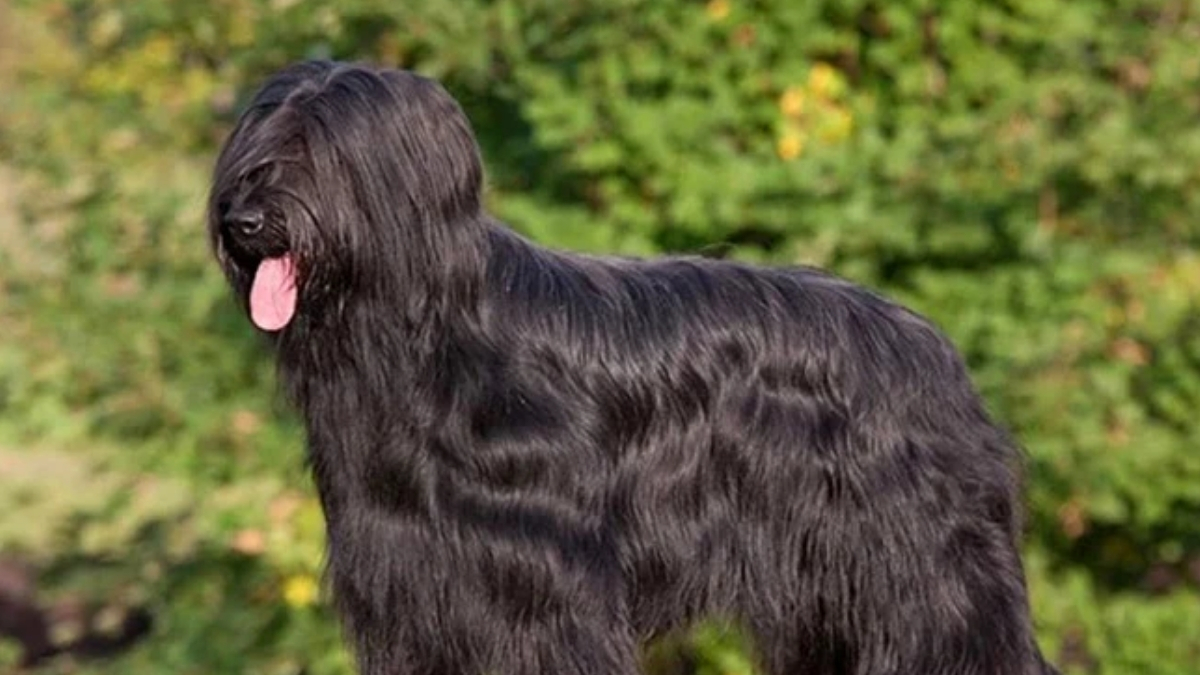 Briard Köpek Irkı Özellikleri ve Bakımı