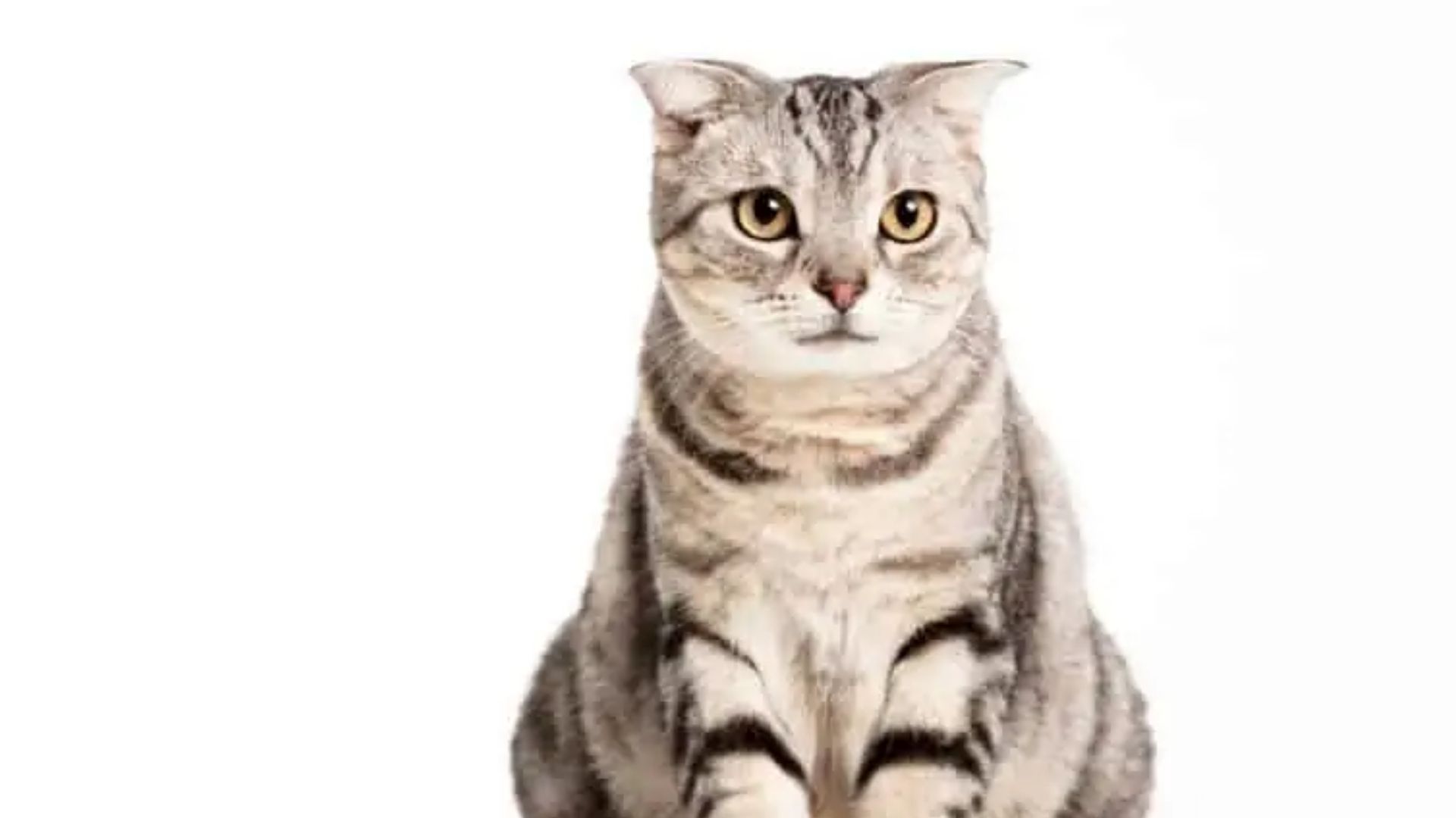 California Spangled Kedi Irkı Özellikleri ve Bakımı