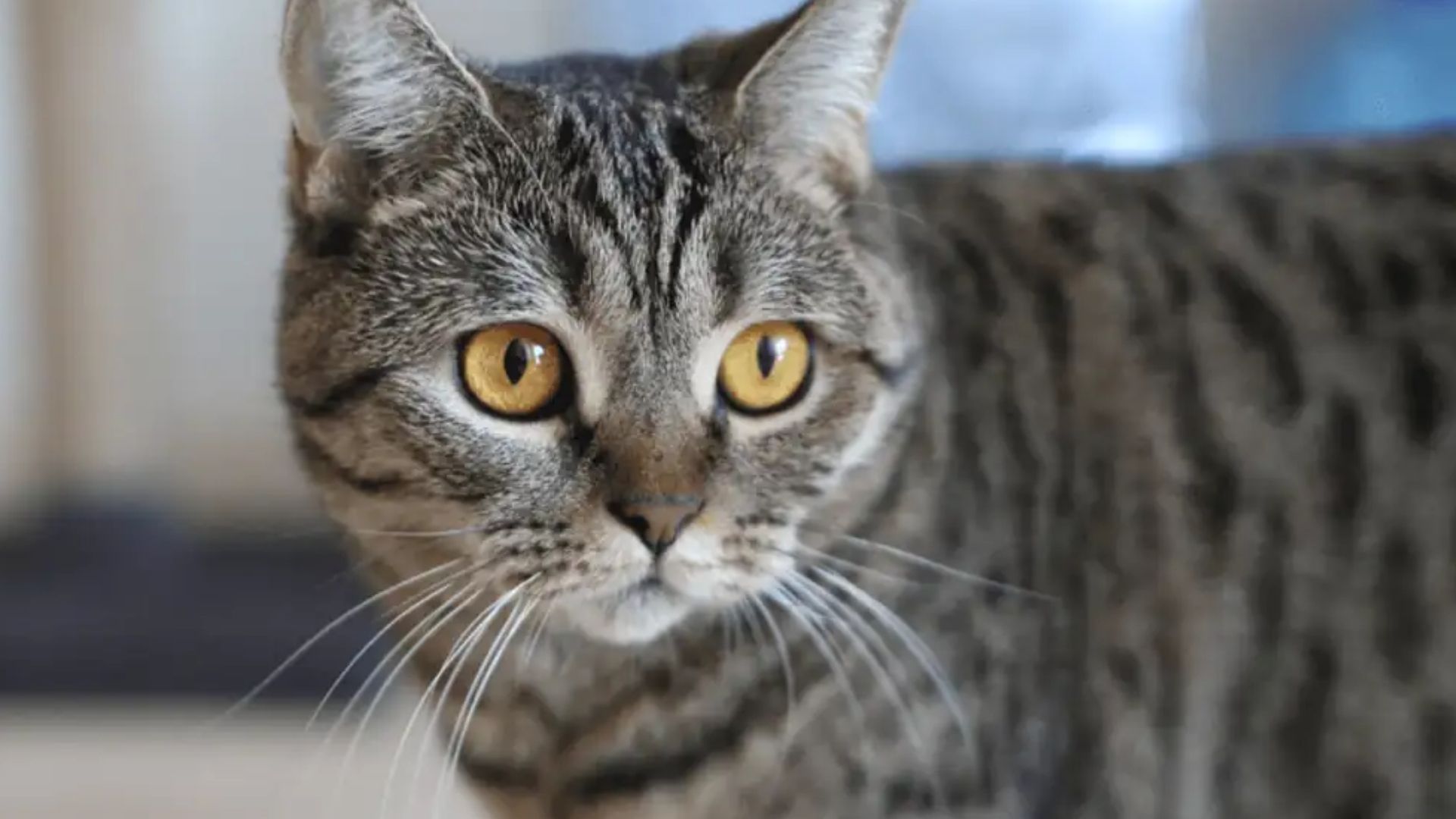 California Spangled Kedi Irkı Özellikleri ve Bakımı