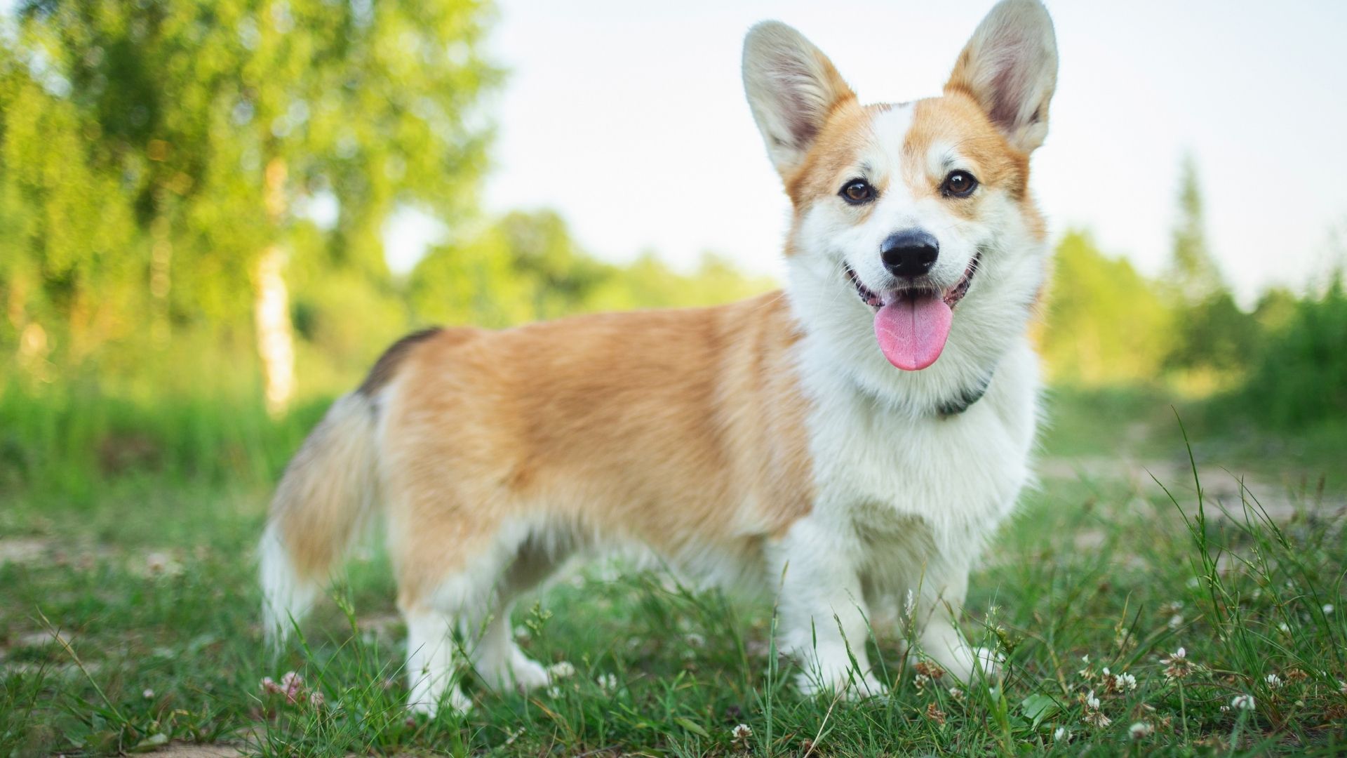 Cardigan Welsh Corgi Köpek Irkı Özellikleri ve Bakımı
