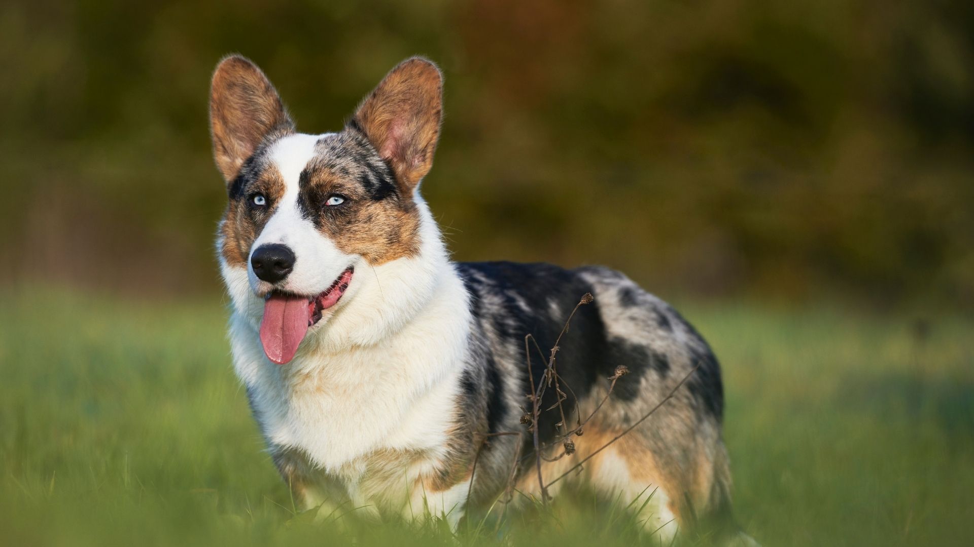 Cardigan Welsh Corgi Köpek Irkı Özellikleri ve Bakımı