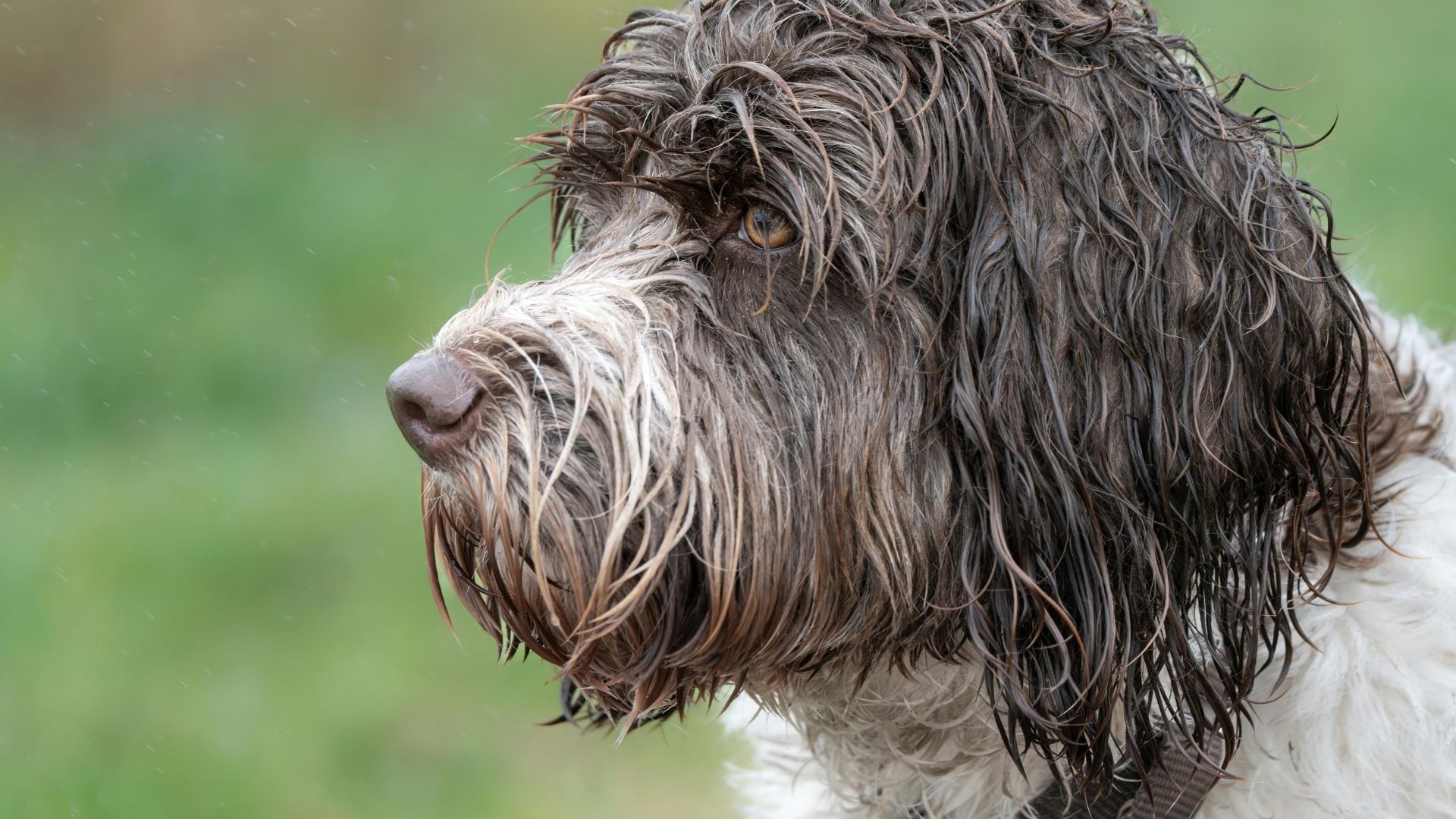Cesky Terrier Özellikleri ve Bakımı