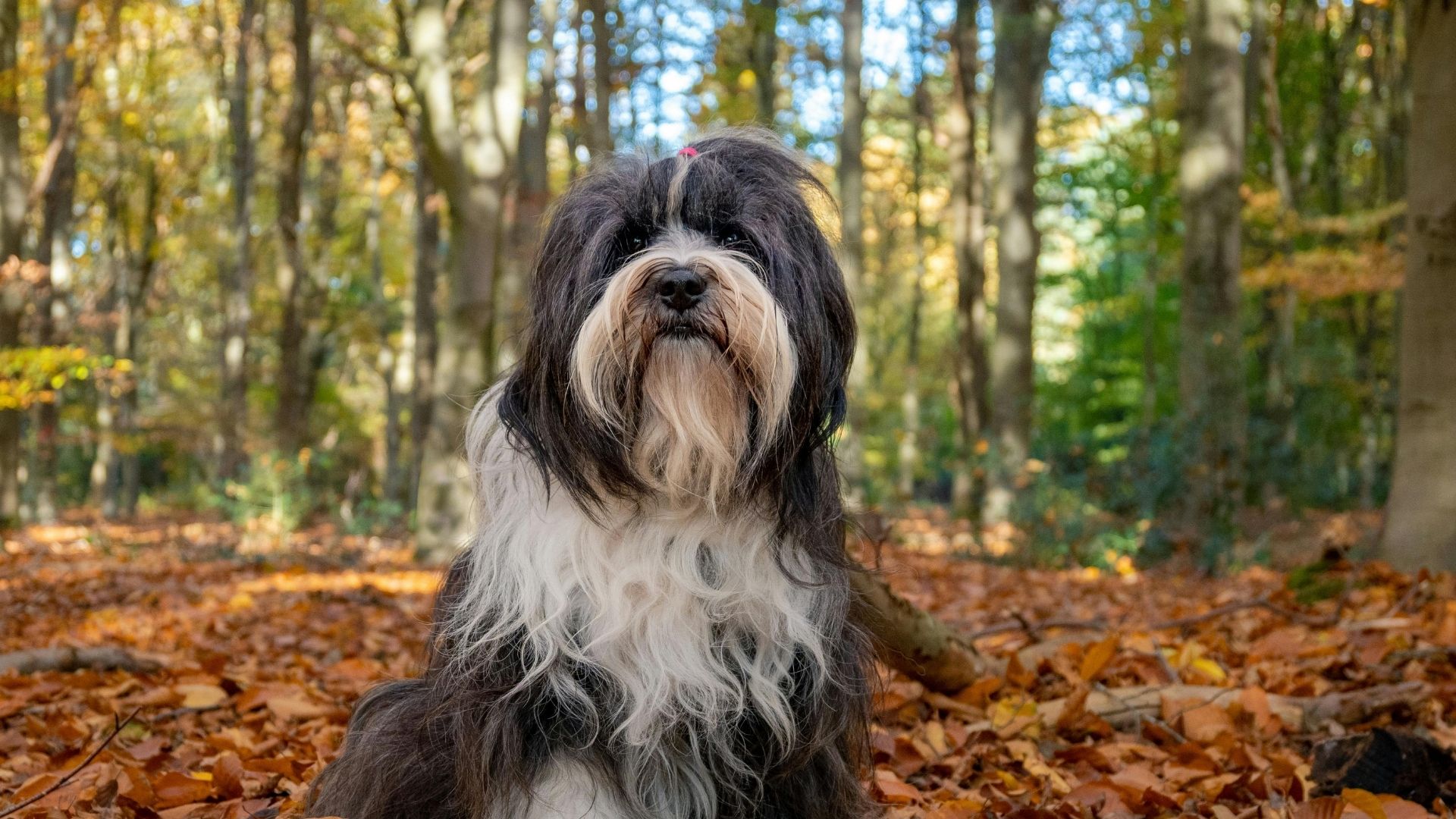 Cesky Terrier Özellikleri ve Bakımı