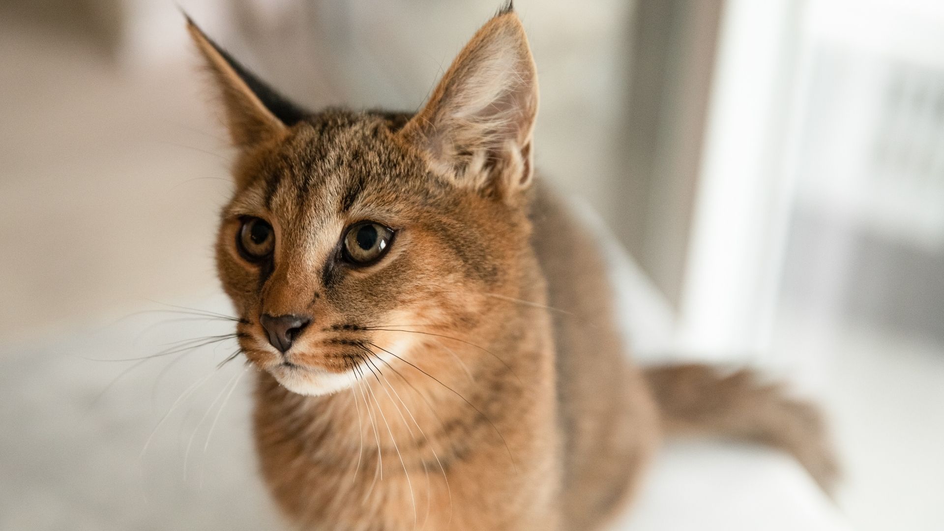 Chausie Kedi Irkı Özellikleri ve Bakımı