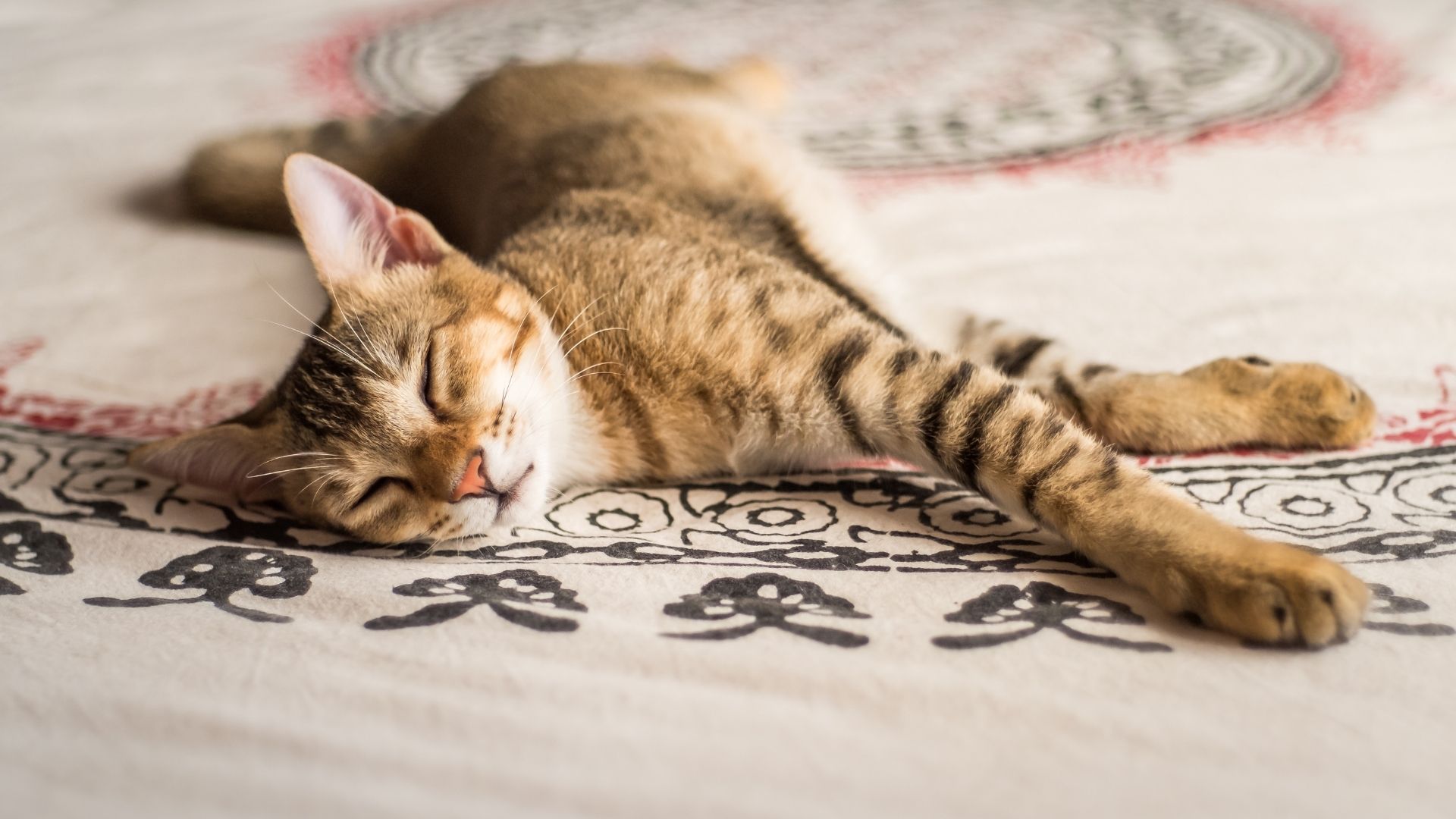 Chausie Kedi Irkı Özellikleri ve Bakımı