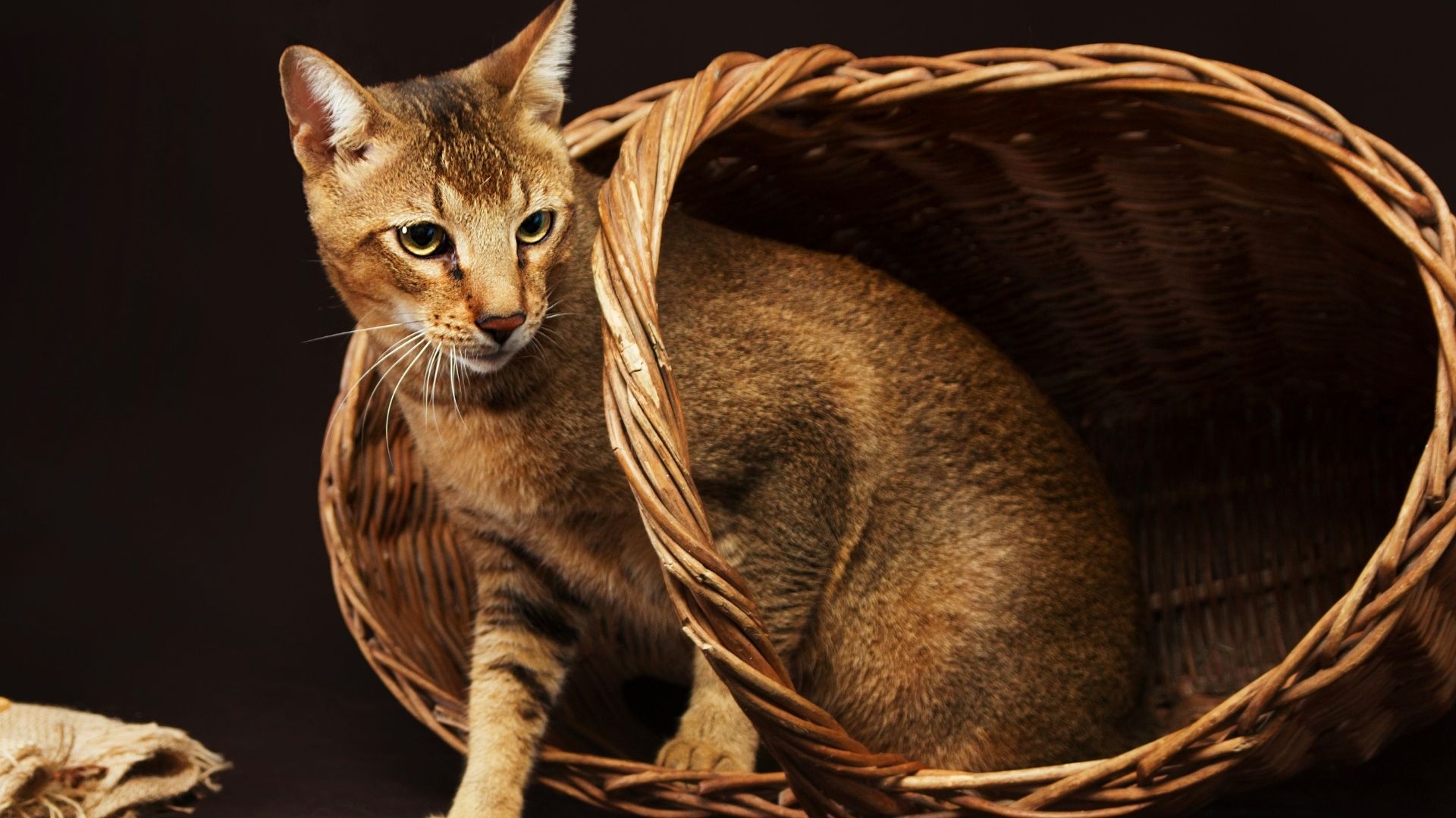 Chausie Kedi Irkı Özellikleri ve Bakımı