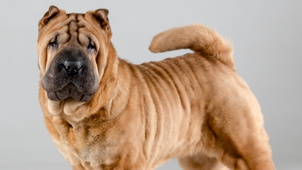 Chinese Shar-Pei Köpek Irkı Özellikleri ve Bakımı