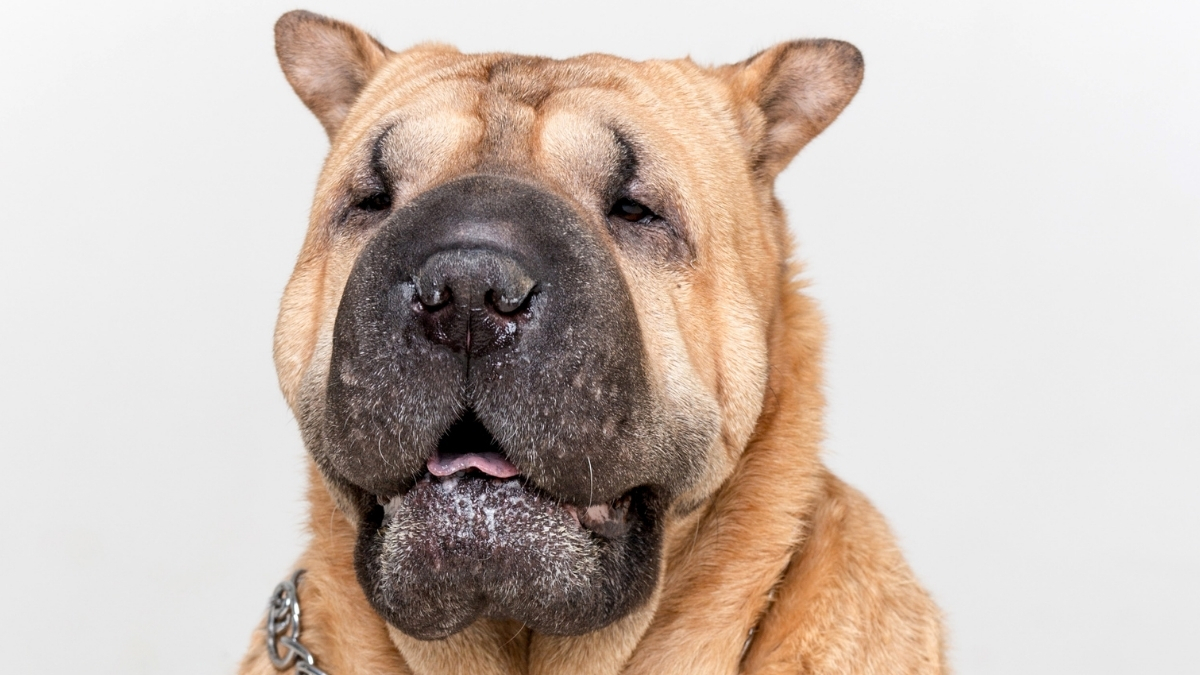 Chinese Shar-Pei Köpek Irkı Özellikleri ve Bakımı