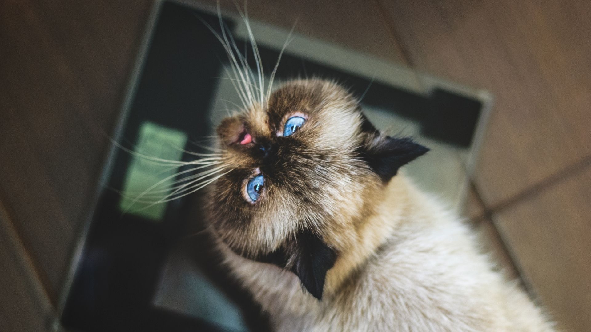Colorpoint Shorthair Kedisi Özellikleri ve Bakımı