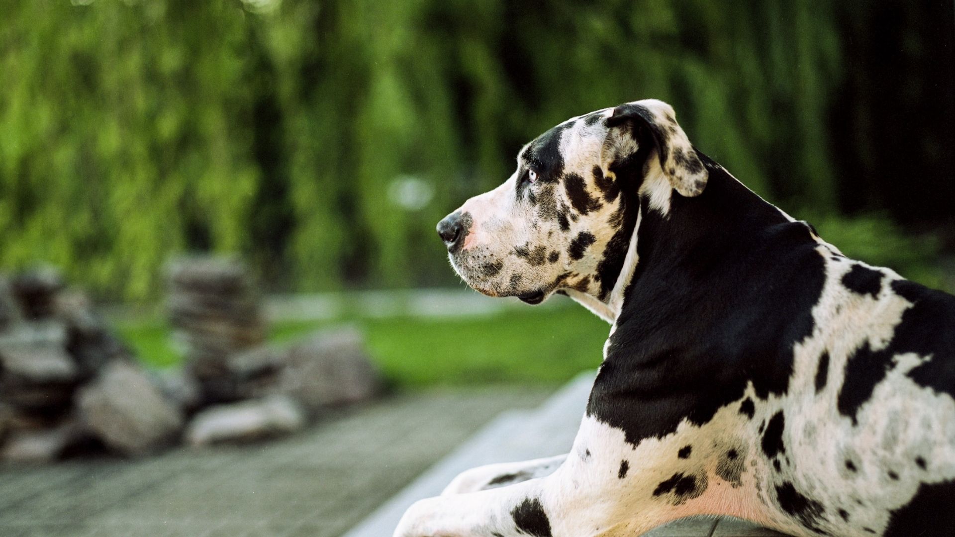Danua Köpek Irkı Özellikleri ve Bakımı