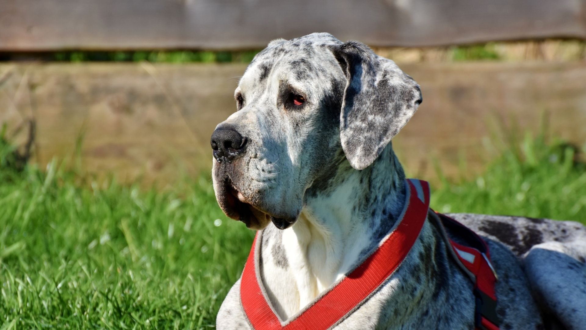 Danua Köpek Irkı Özellikleri ve Bakımı