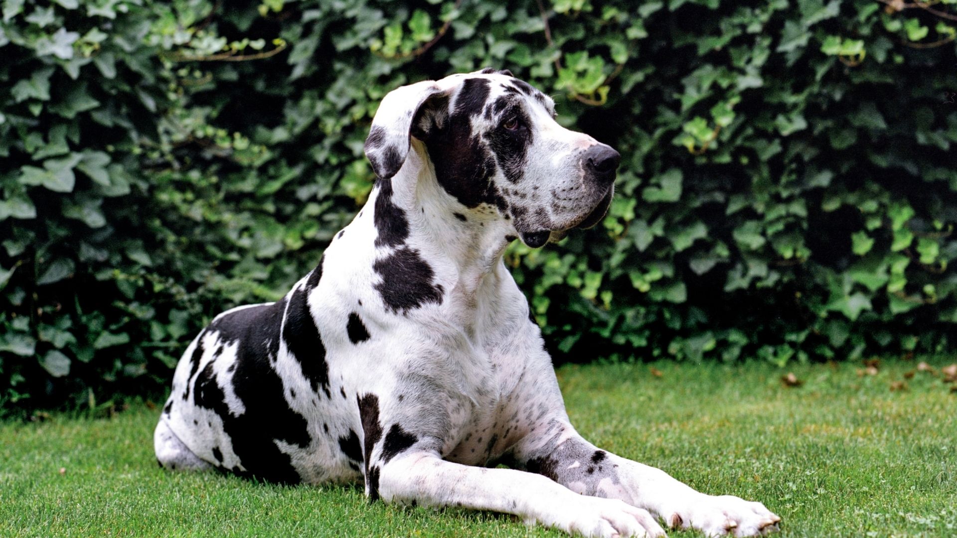 Danua Köpek Irkı Özellikleri ve Bakımı