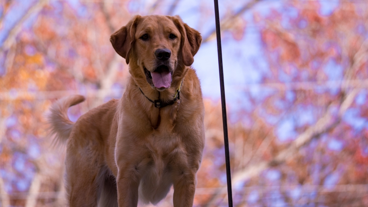 Goldador Köpek Irkı Özellikleri ve Bakımı