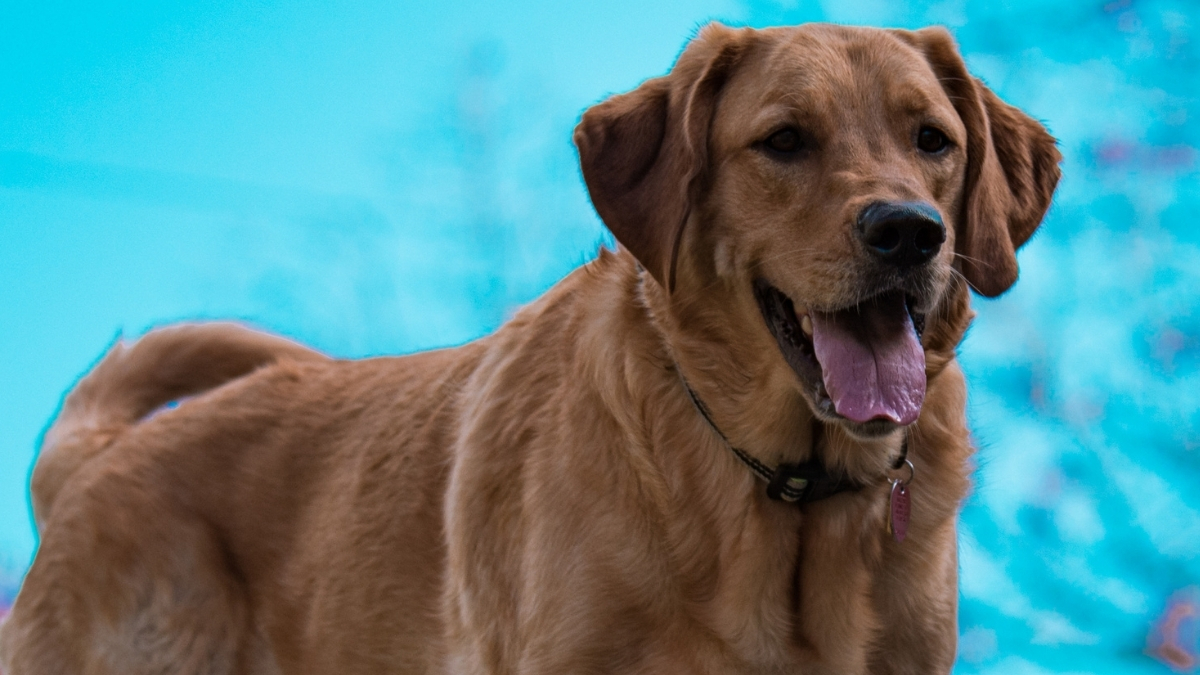 Goldador Köpek Irkı Özellikleri ve Bakımı