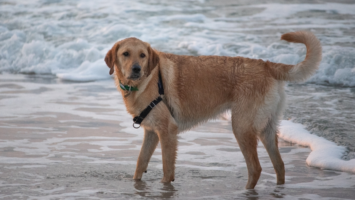 Goldador Köpek Irkı Özellikleri ve Bakımı