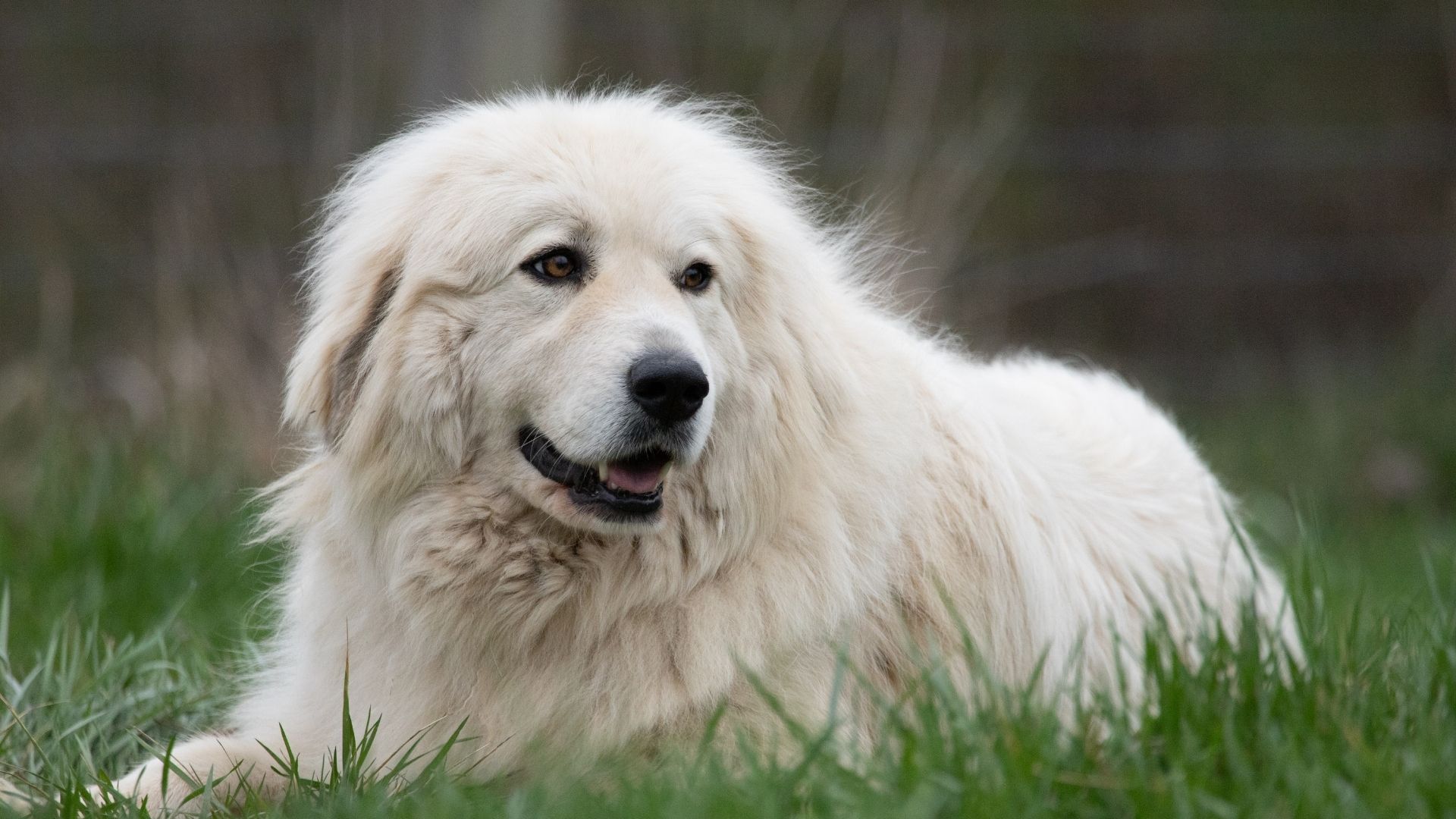 Great Pyrenees Köpek Irkı Özellikleri ve Bakımı